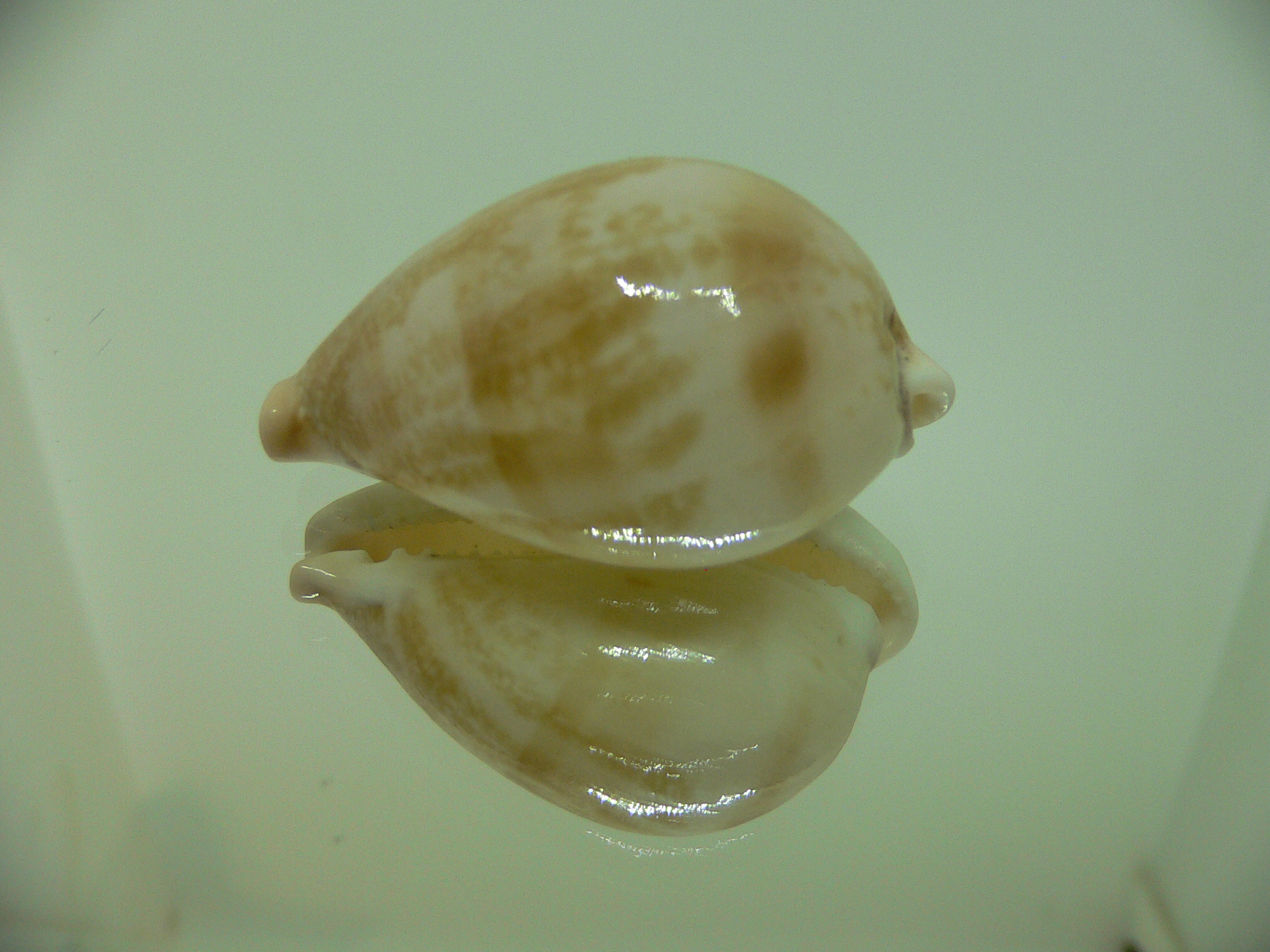 Cypraea hirasei