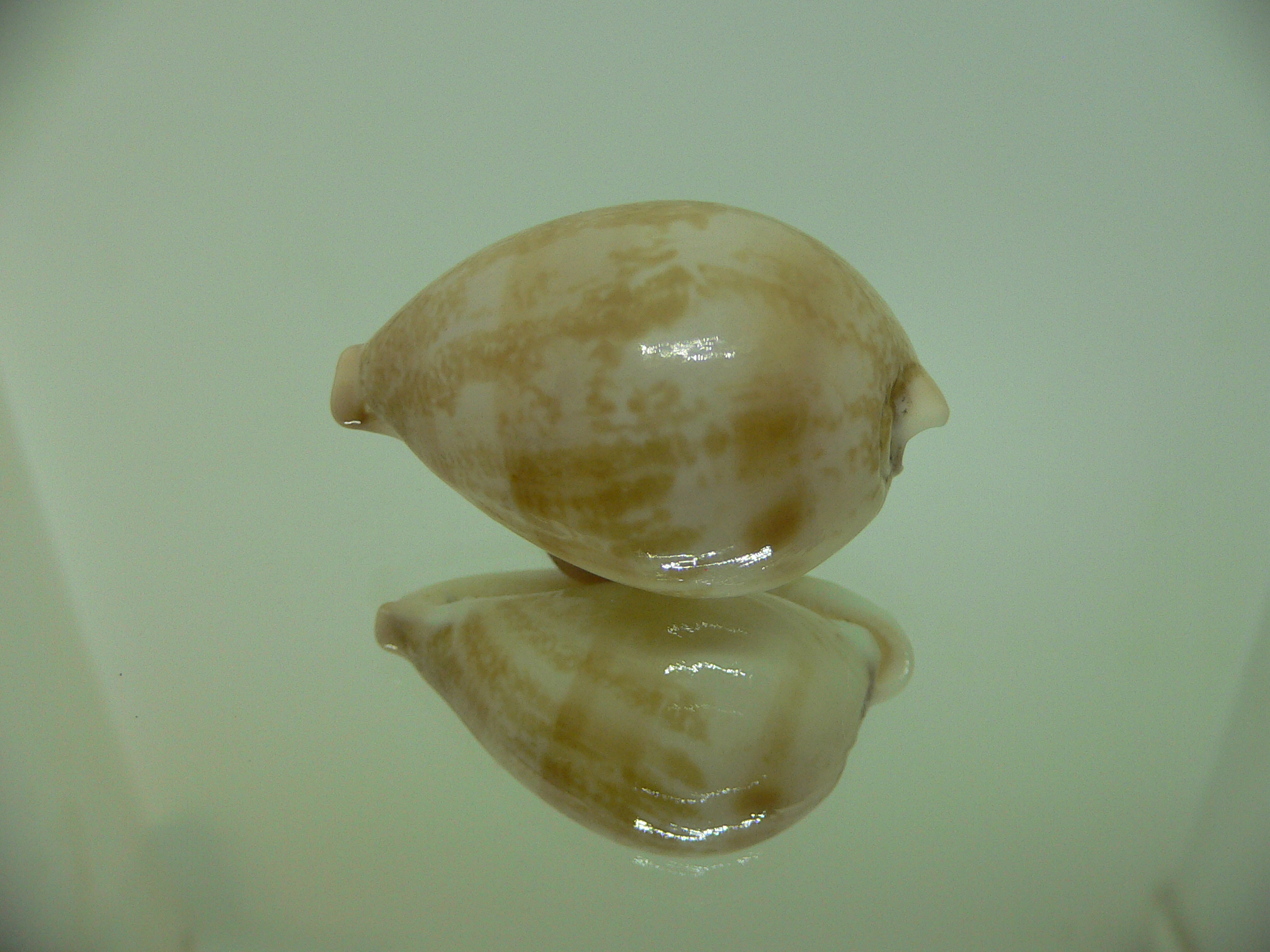 Cypraea hirasei