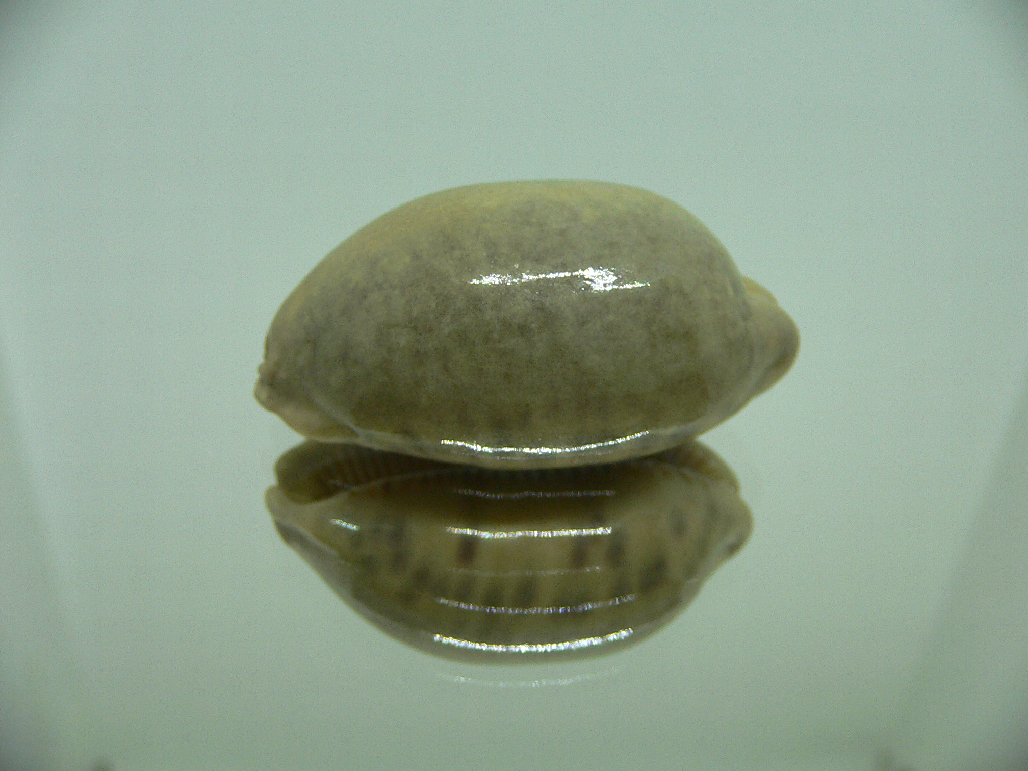 Cypraea scurra occidia OVERGLASE