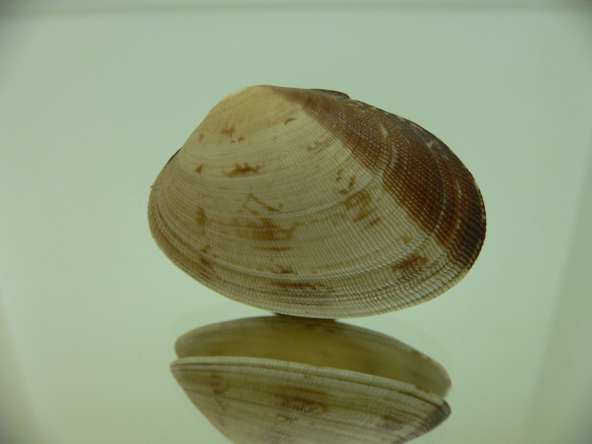 Venerupis aspera BIG & BICOLOR