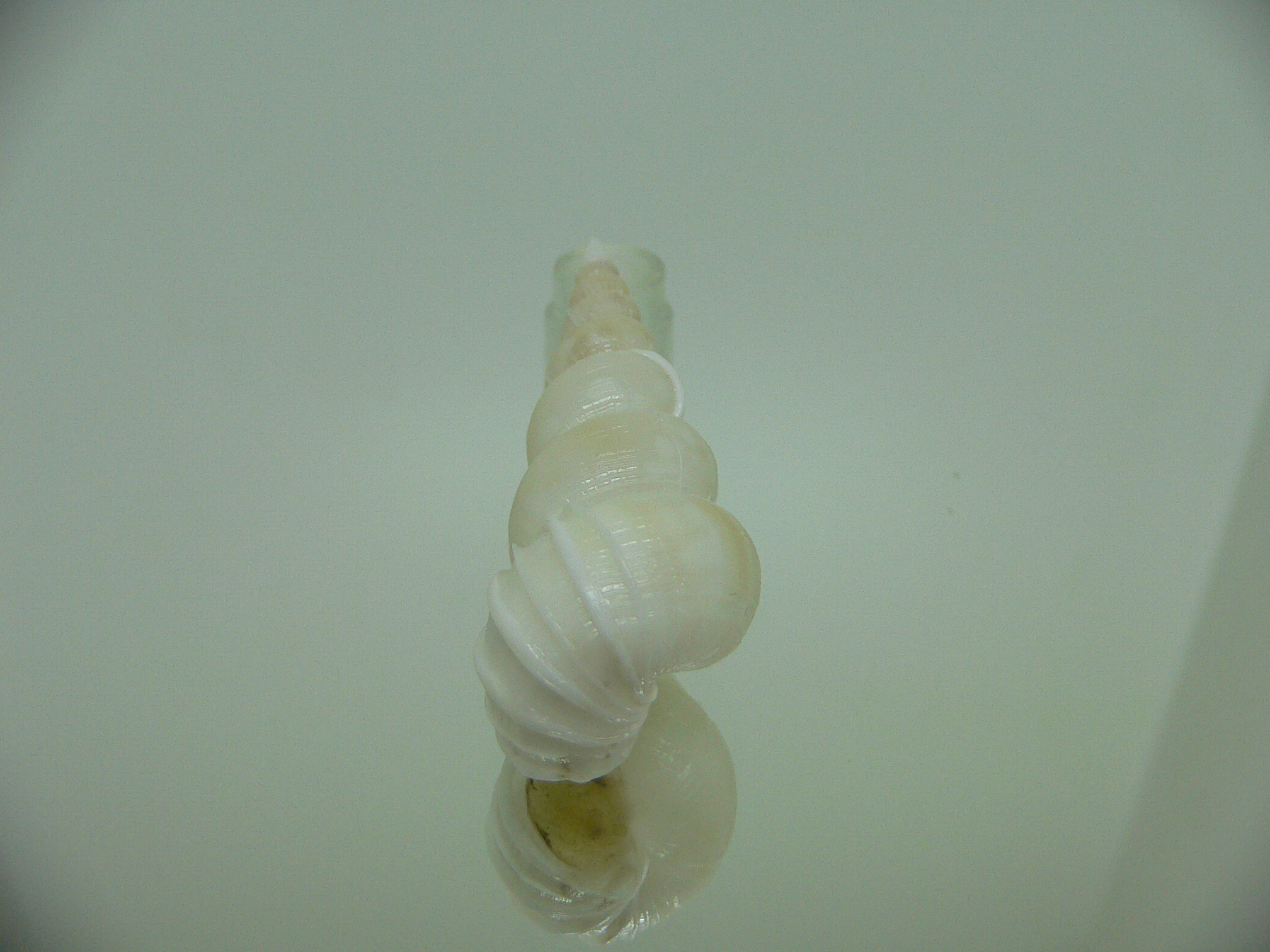 Amaea secunda MANY RIBS