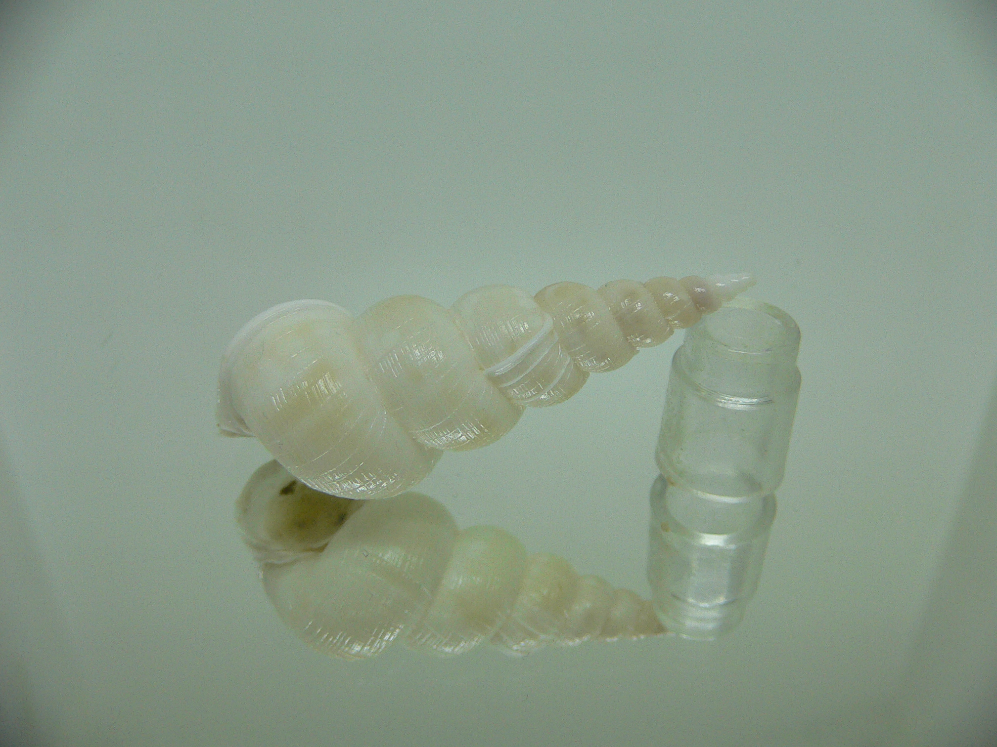Amaea secunda MANY RIBS