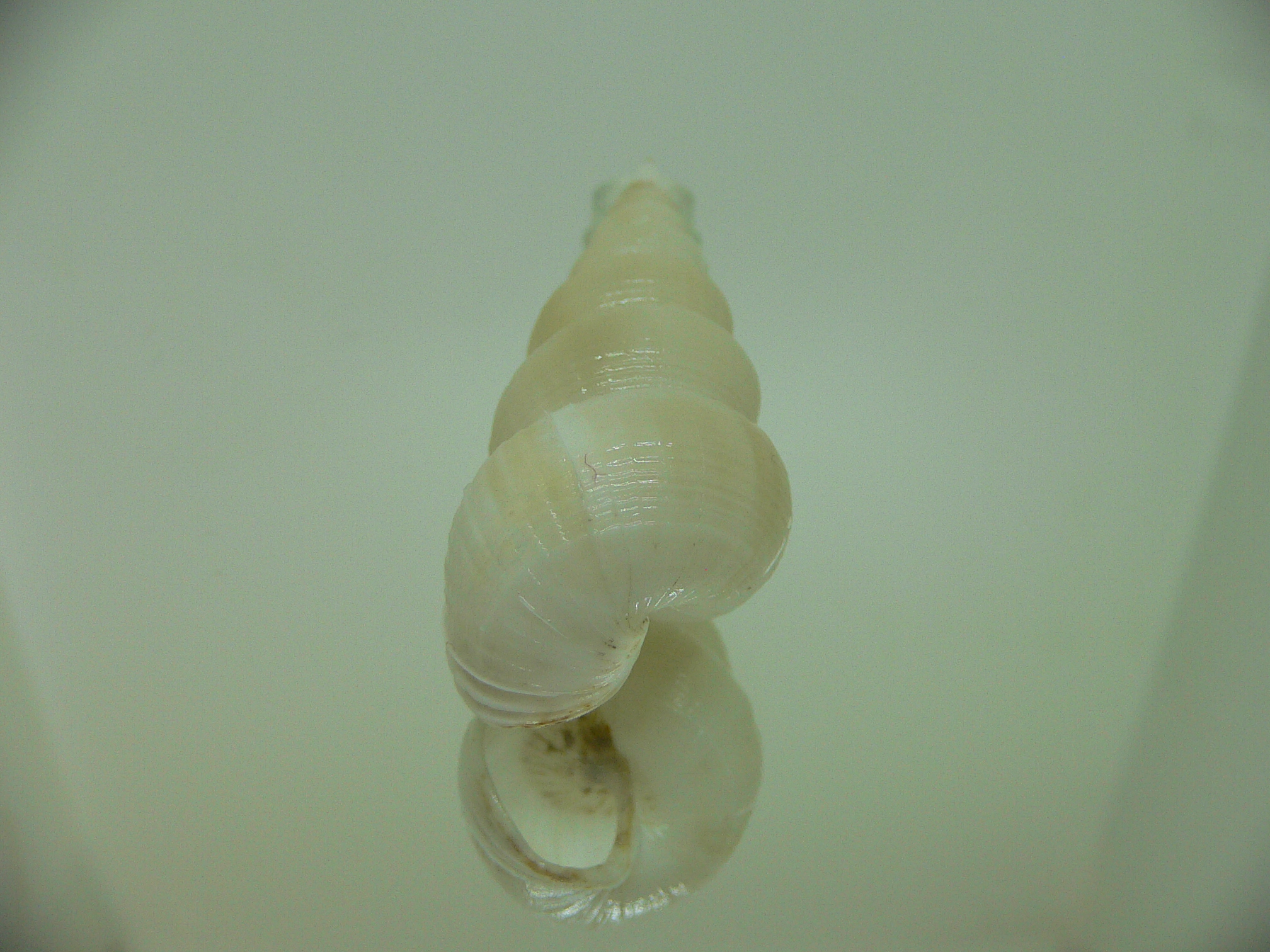 Amaea secunda WIDE & BEIGE