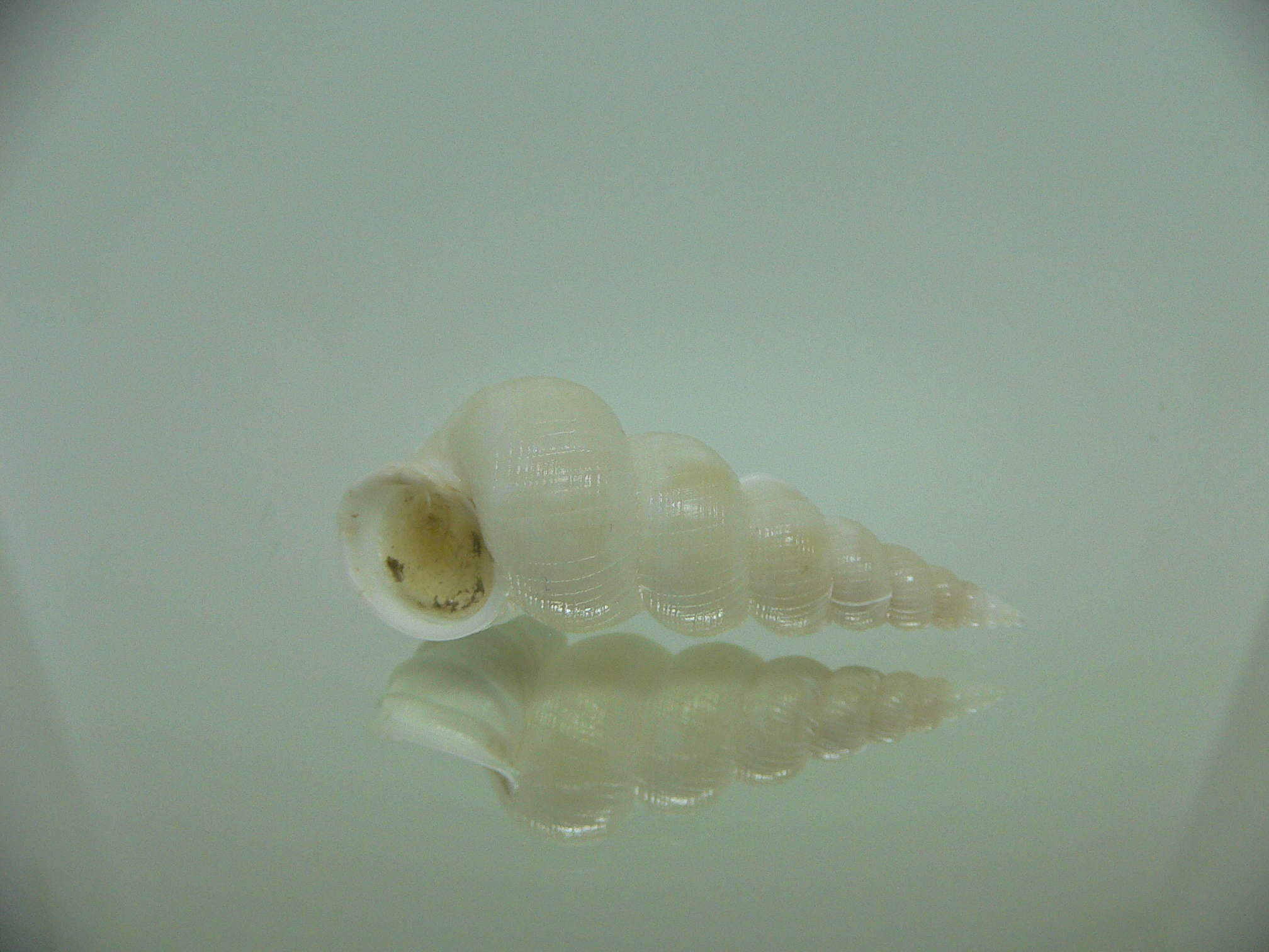 Amaea secunda MANY RIBS
