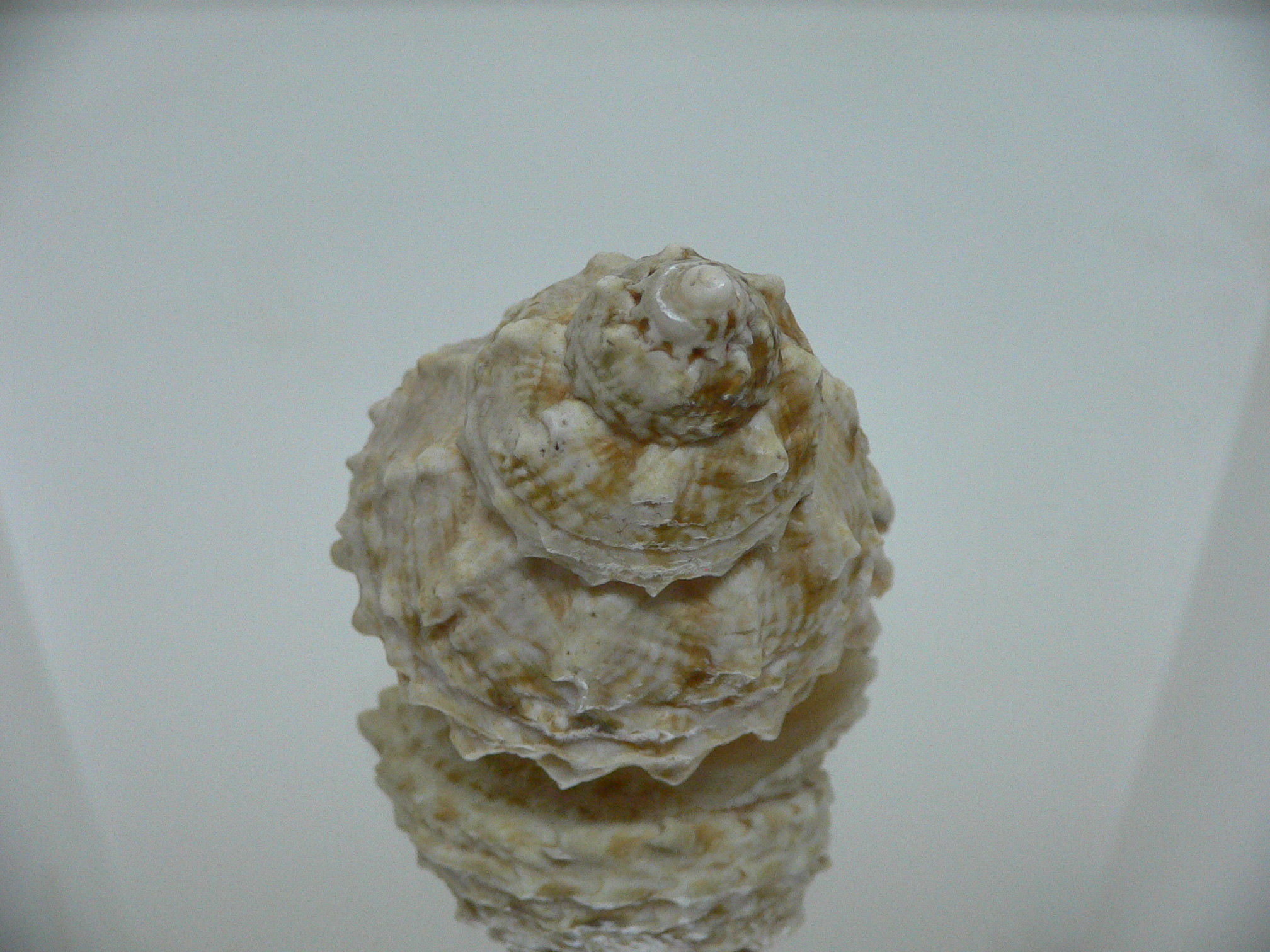 Lithopoma caelatum