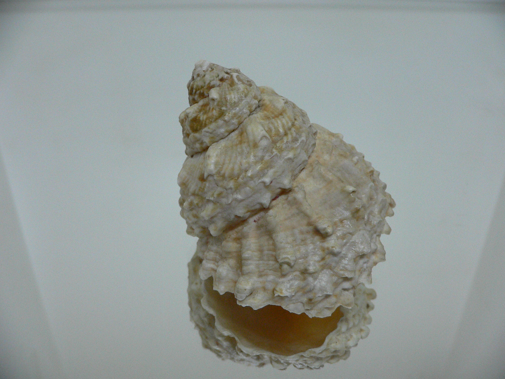 Lithopoma caelatum