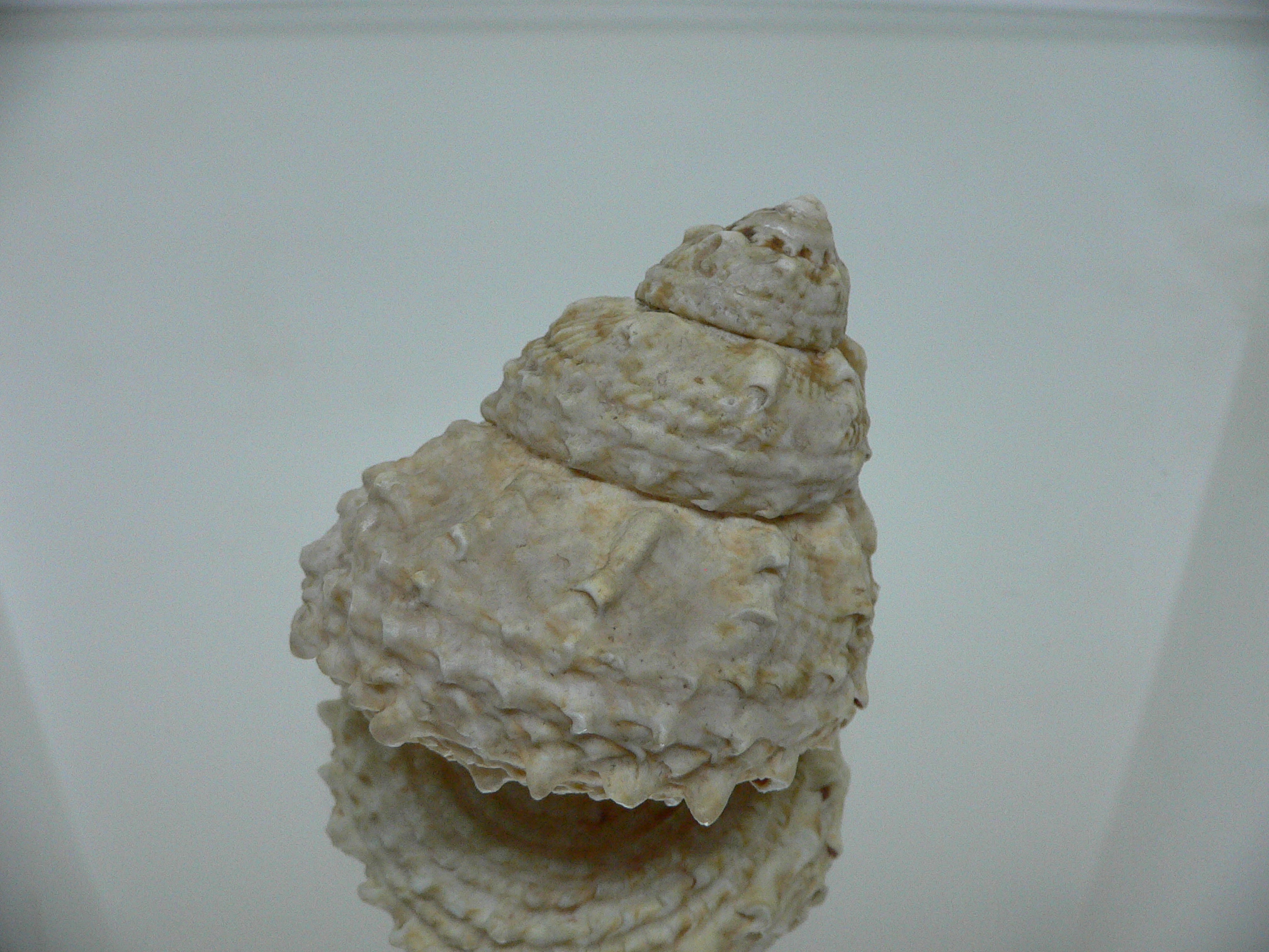 Lithopoma caelatum