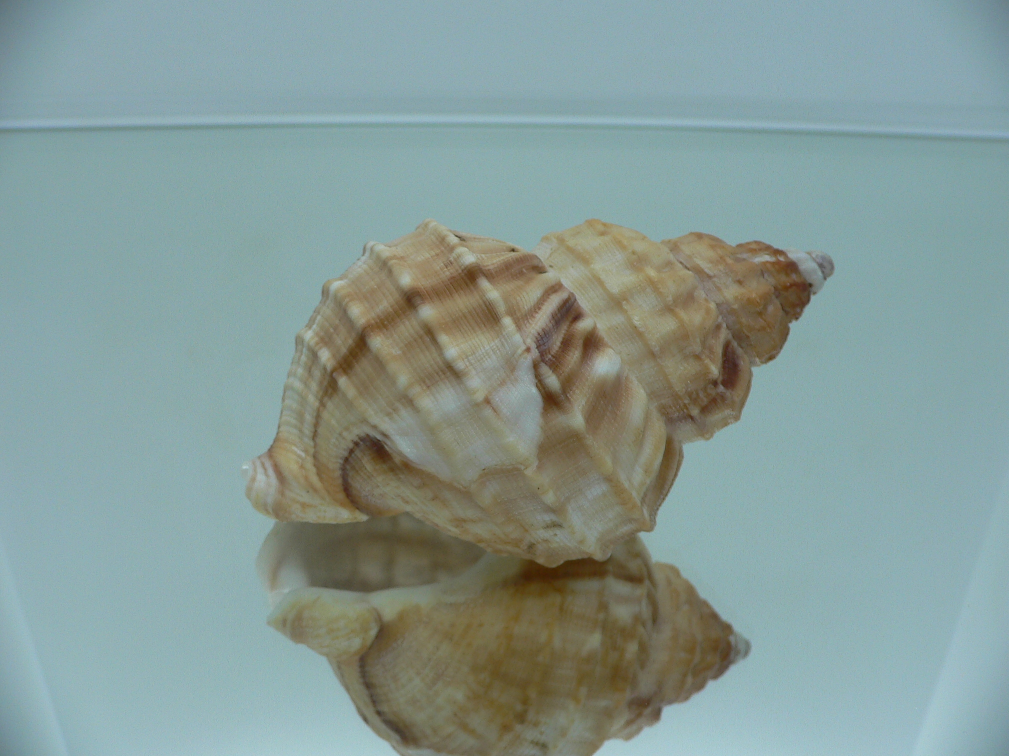 Buccinum verkruzeni SUPER COLOR