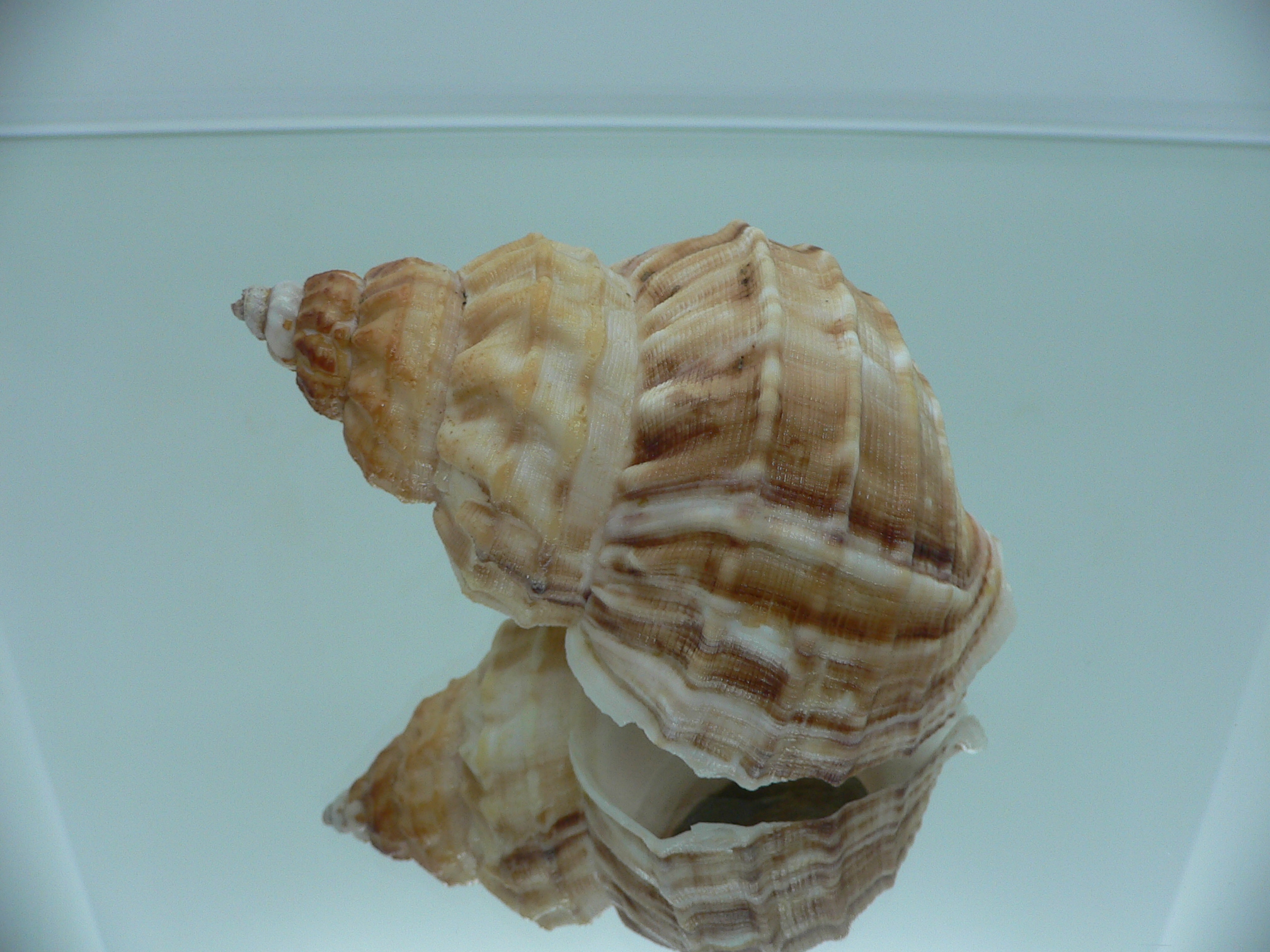 Buccinum verkruzeni SUPER COLOR