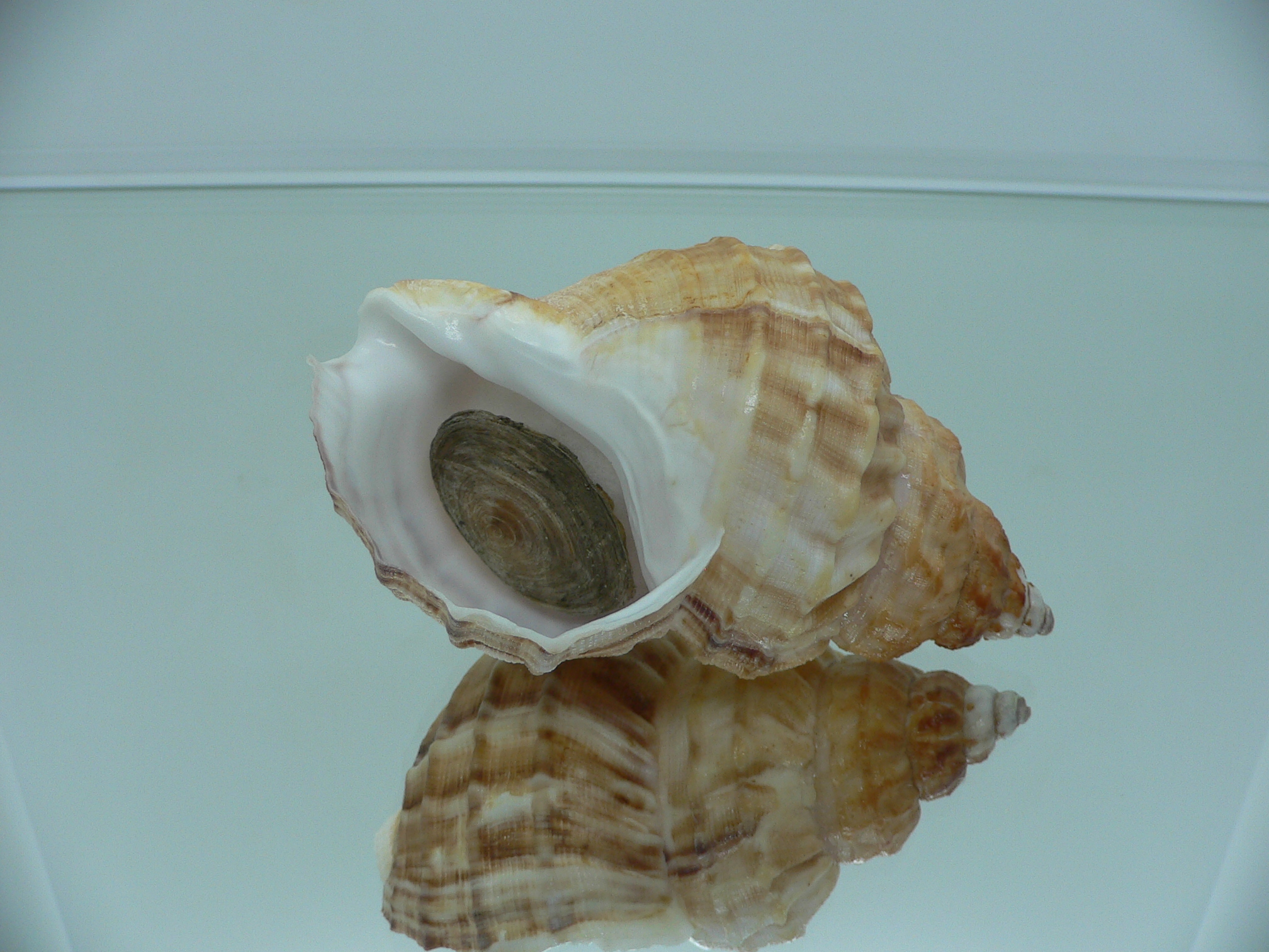 Buccinum verkruzeni SUPER COLOR