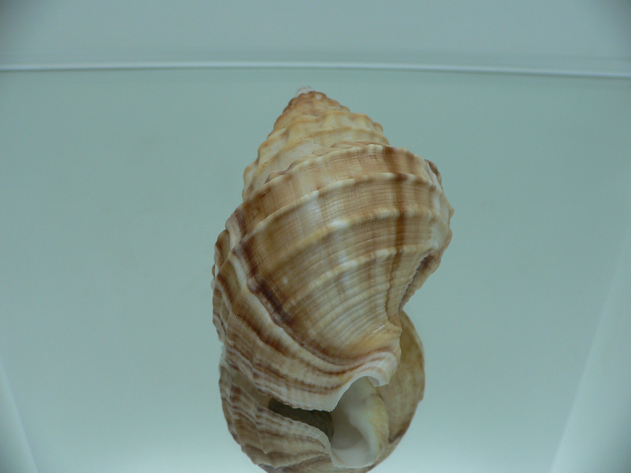 Buccinum verkruzeni SUPER COLOR