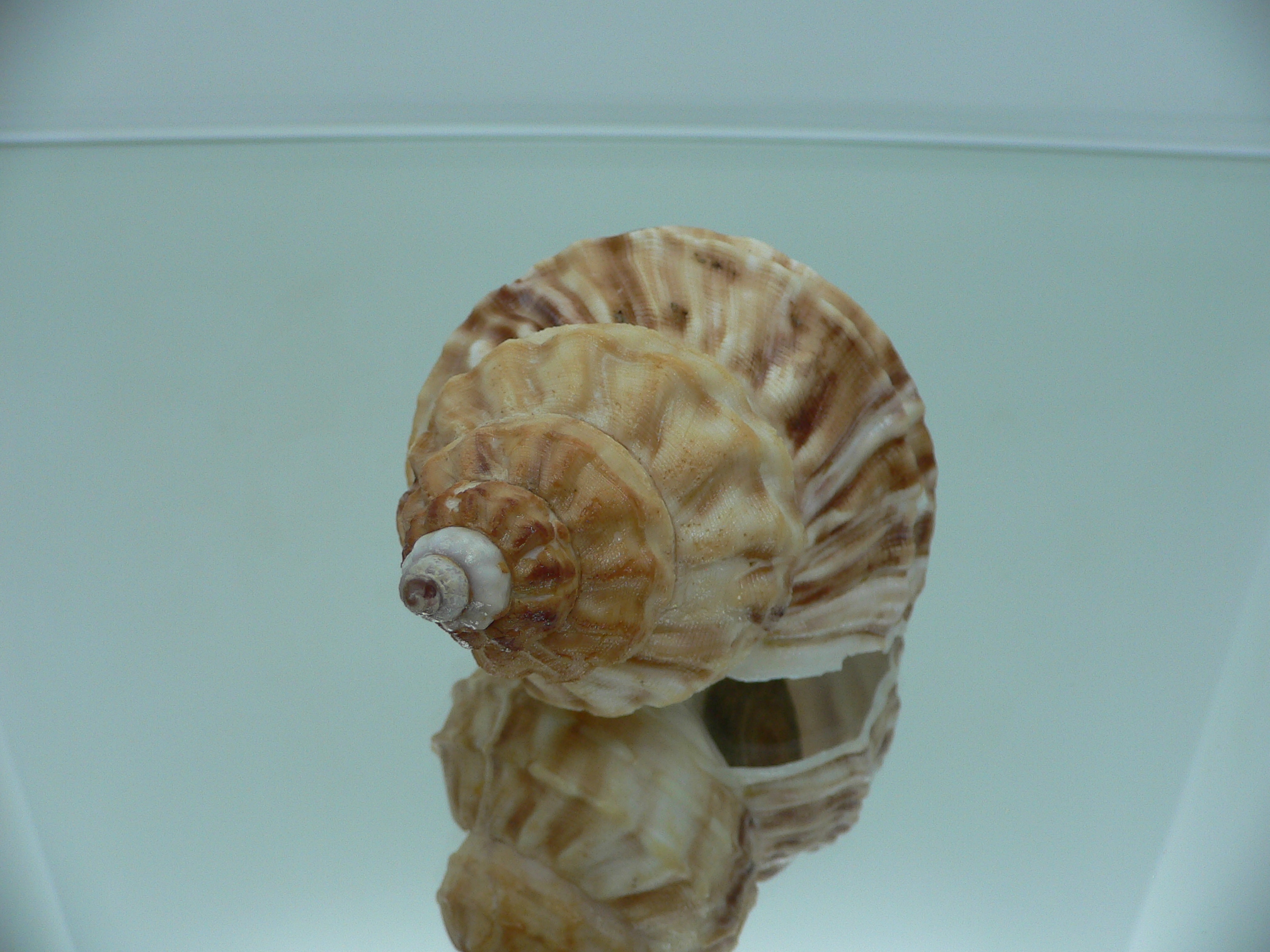 Buccinum verkruzeni SUPER COLOR