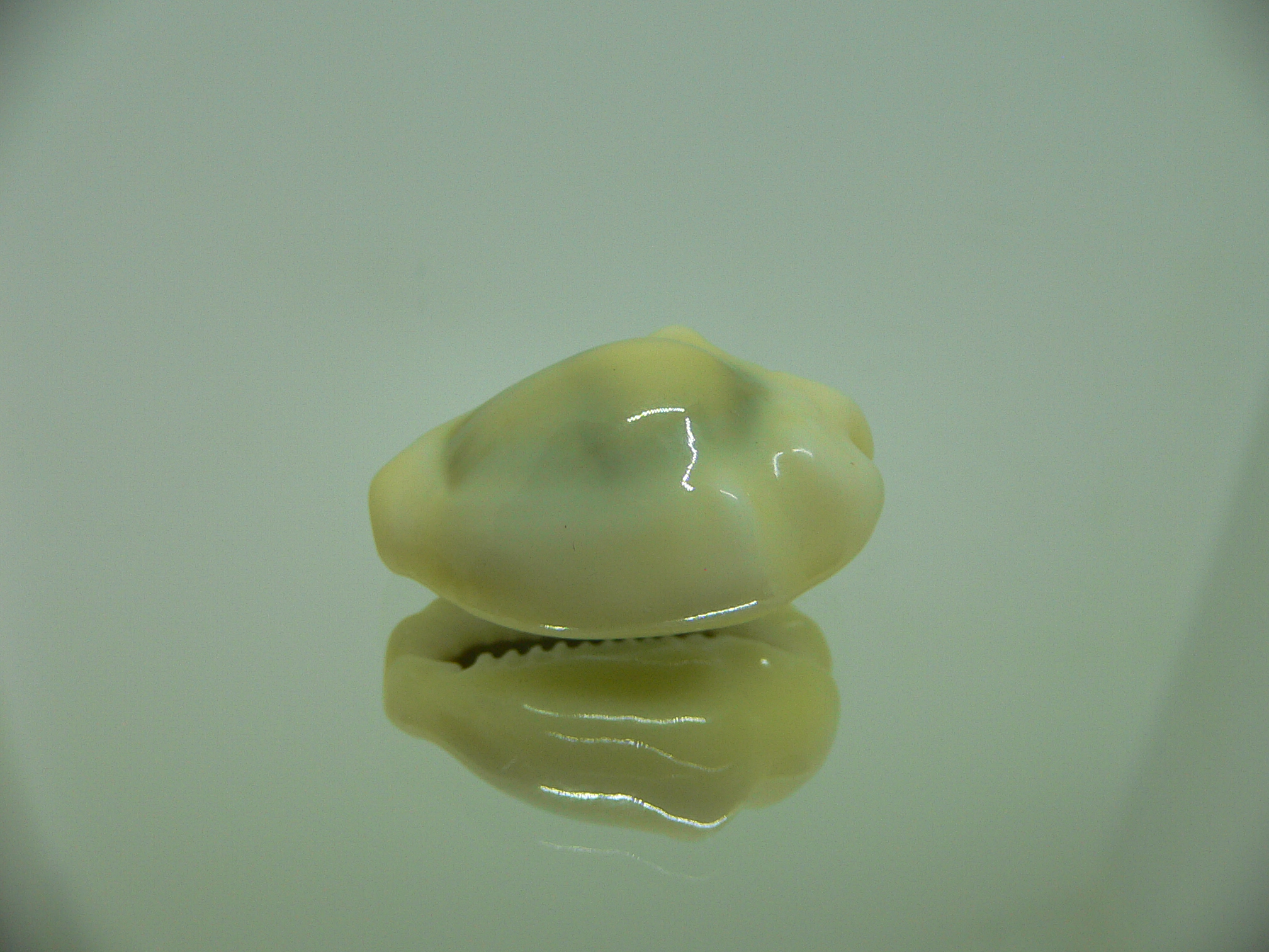 Cypraea moneta tuberculosa (var.) GIANT