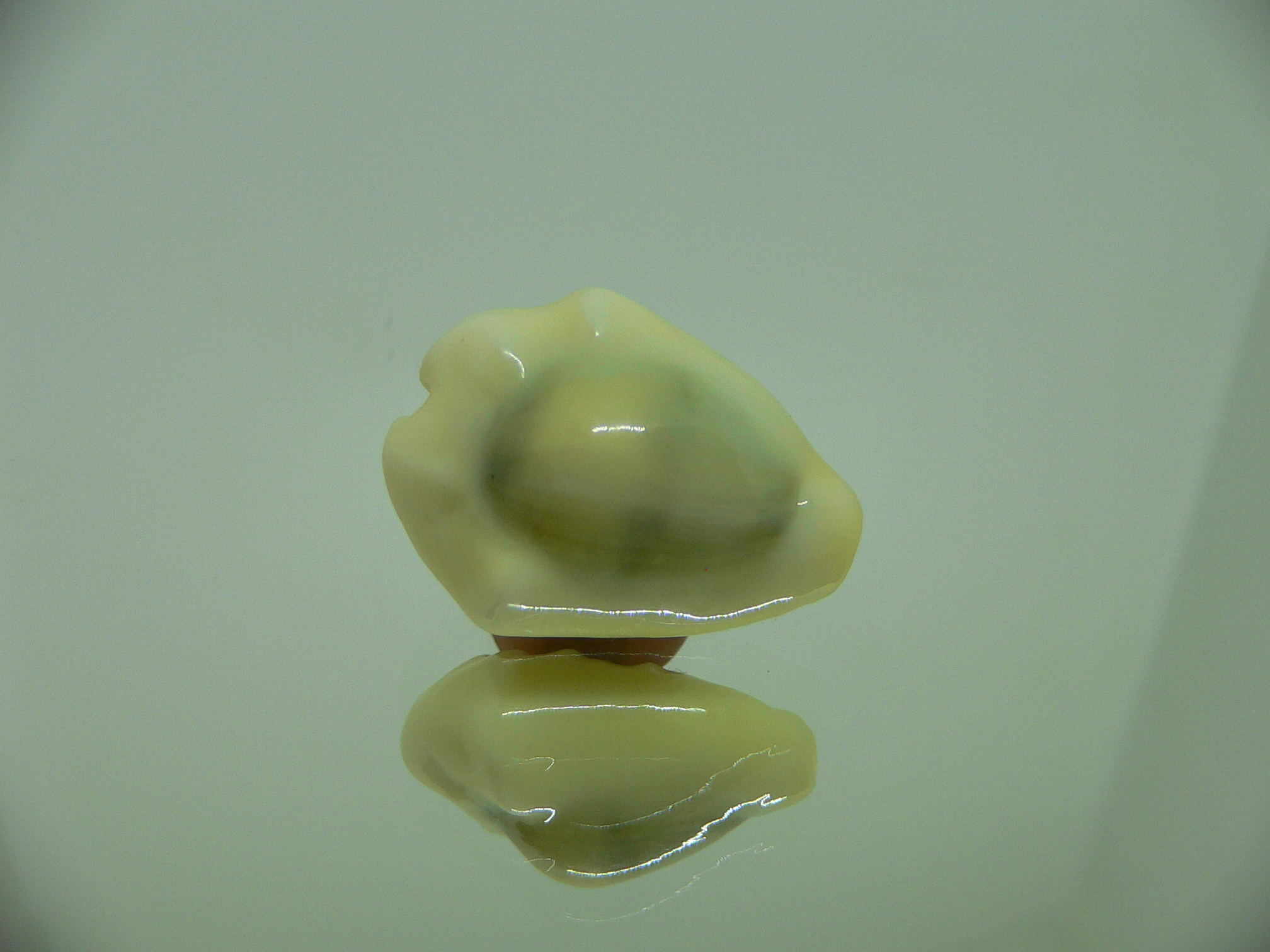 Cypraea moneta tuberculosa (var.) GIANT