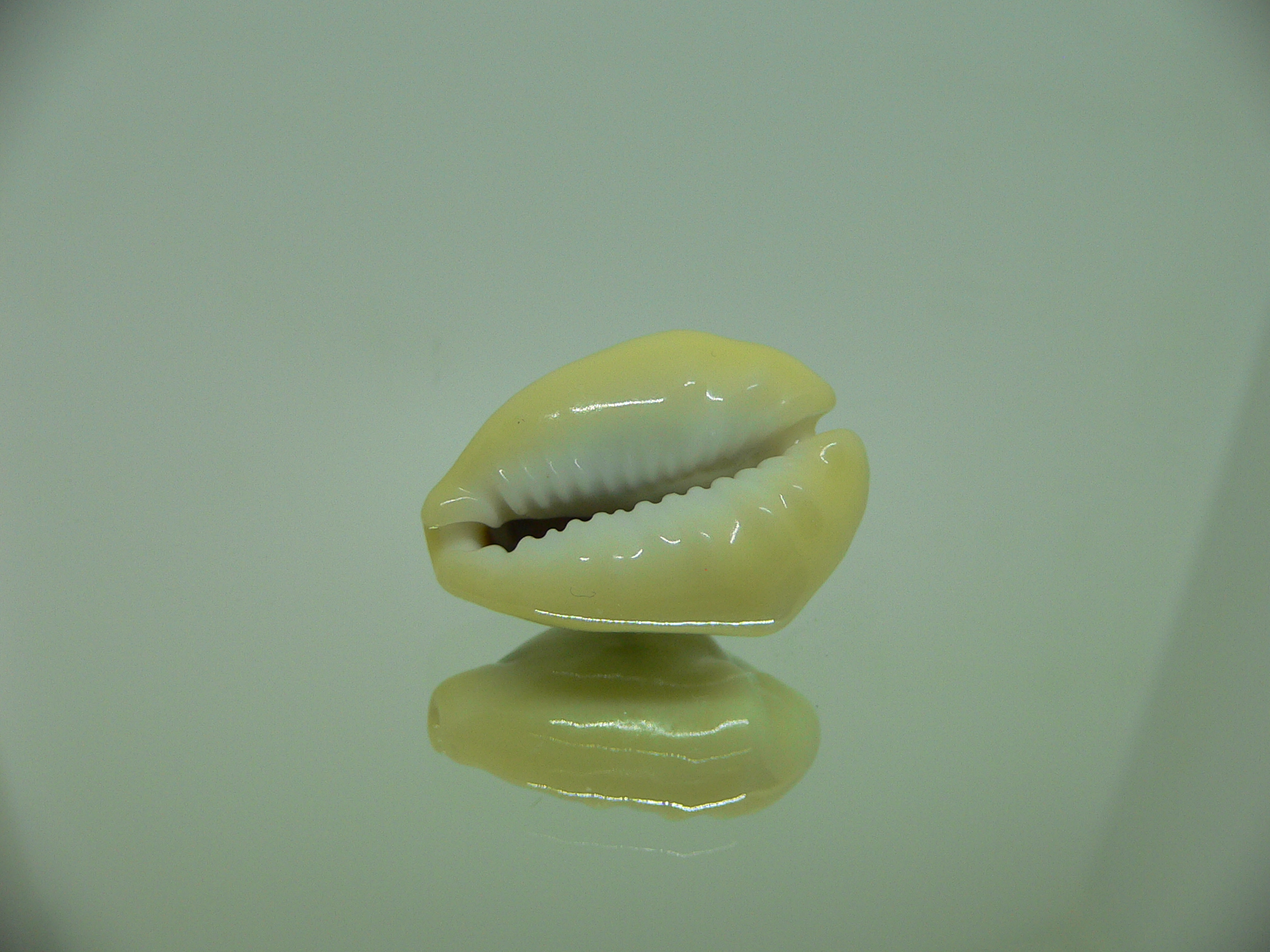 Cypraea moneta tuberculosa (var.) GIANT