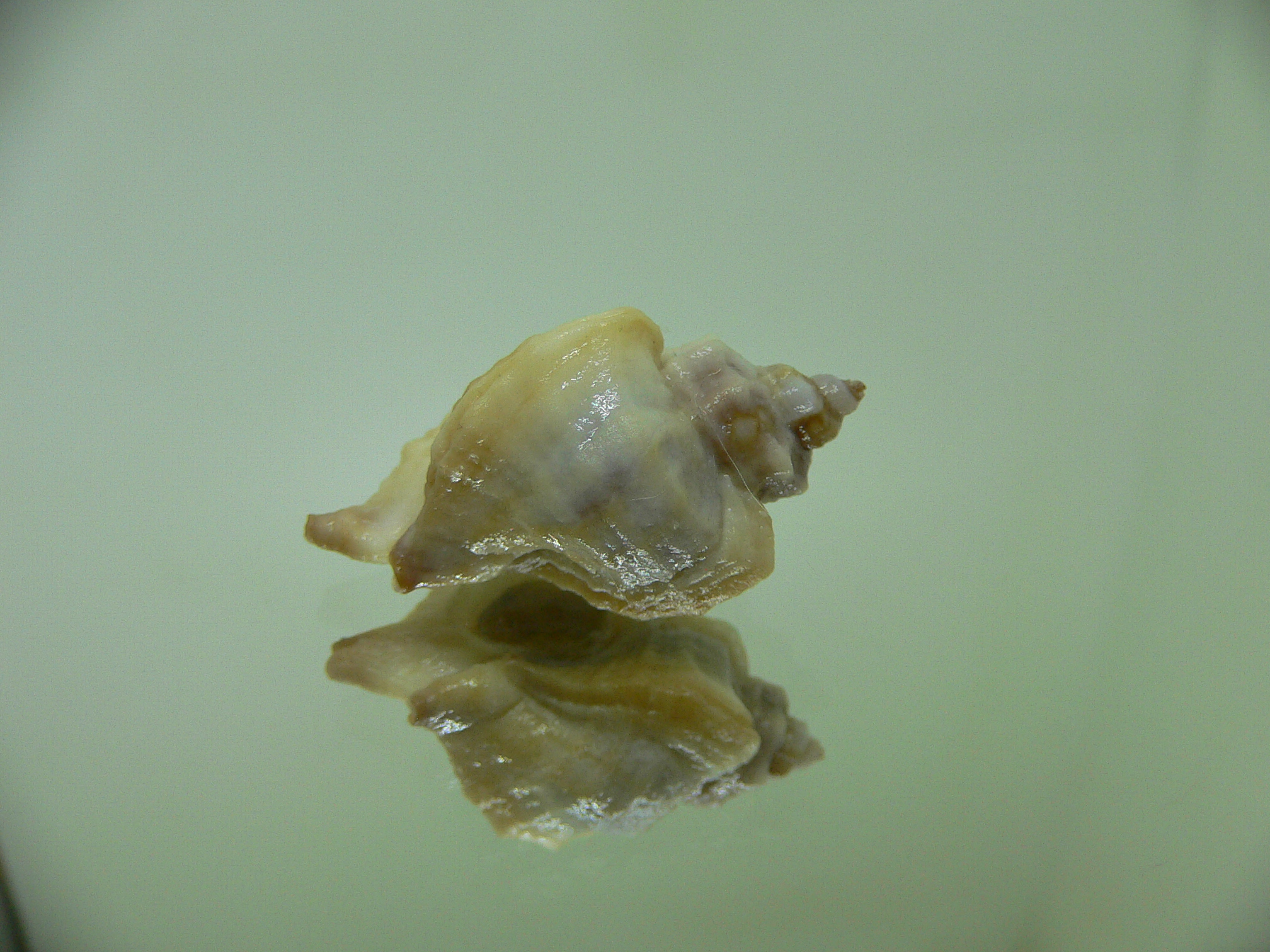 Ocenebra inornata endermonis (var.) COLOR