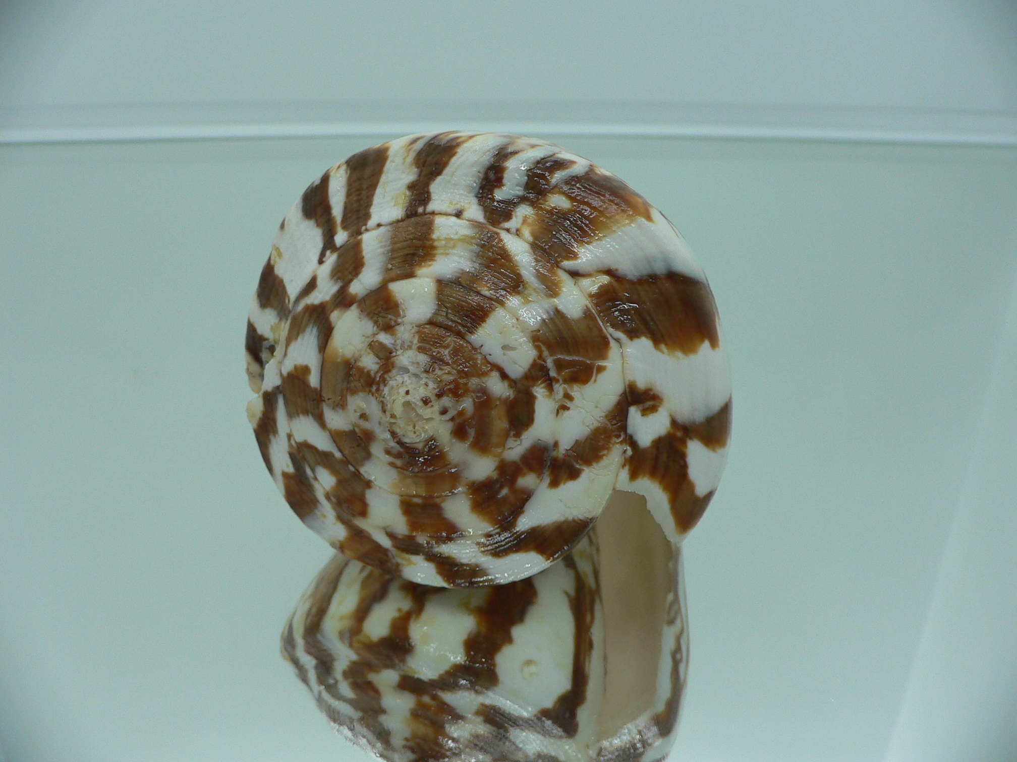 Conus vexillum sumatrensis (var.) GIANT