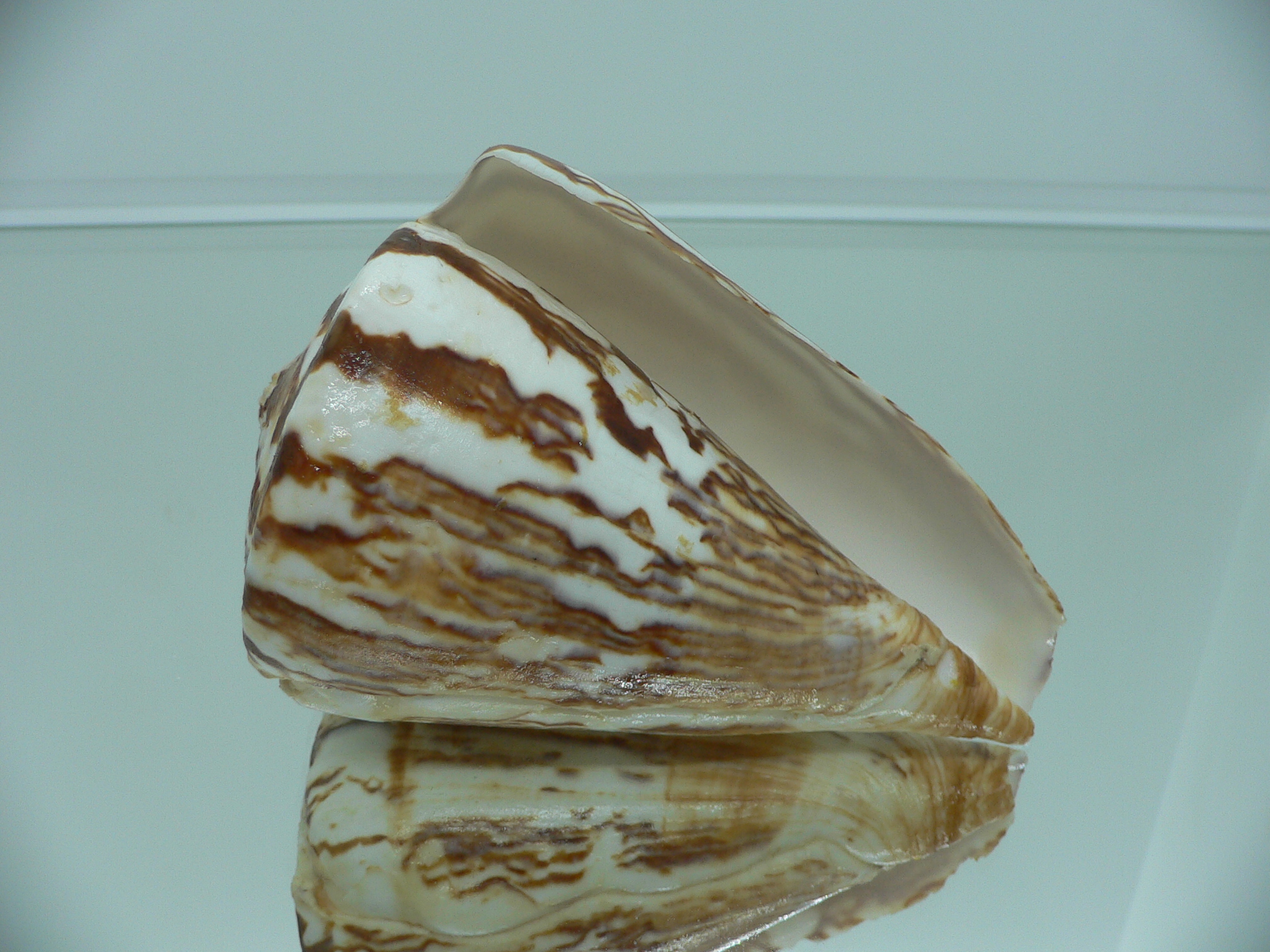 Conus vexillum sumatrensis (var.) GIANT