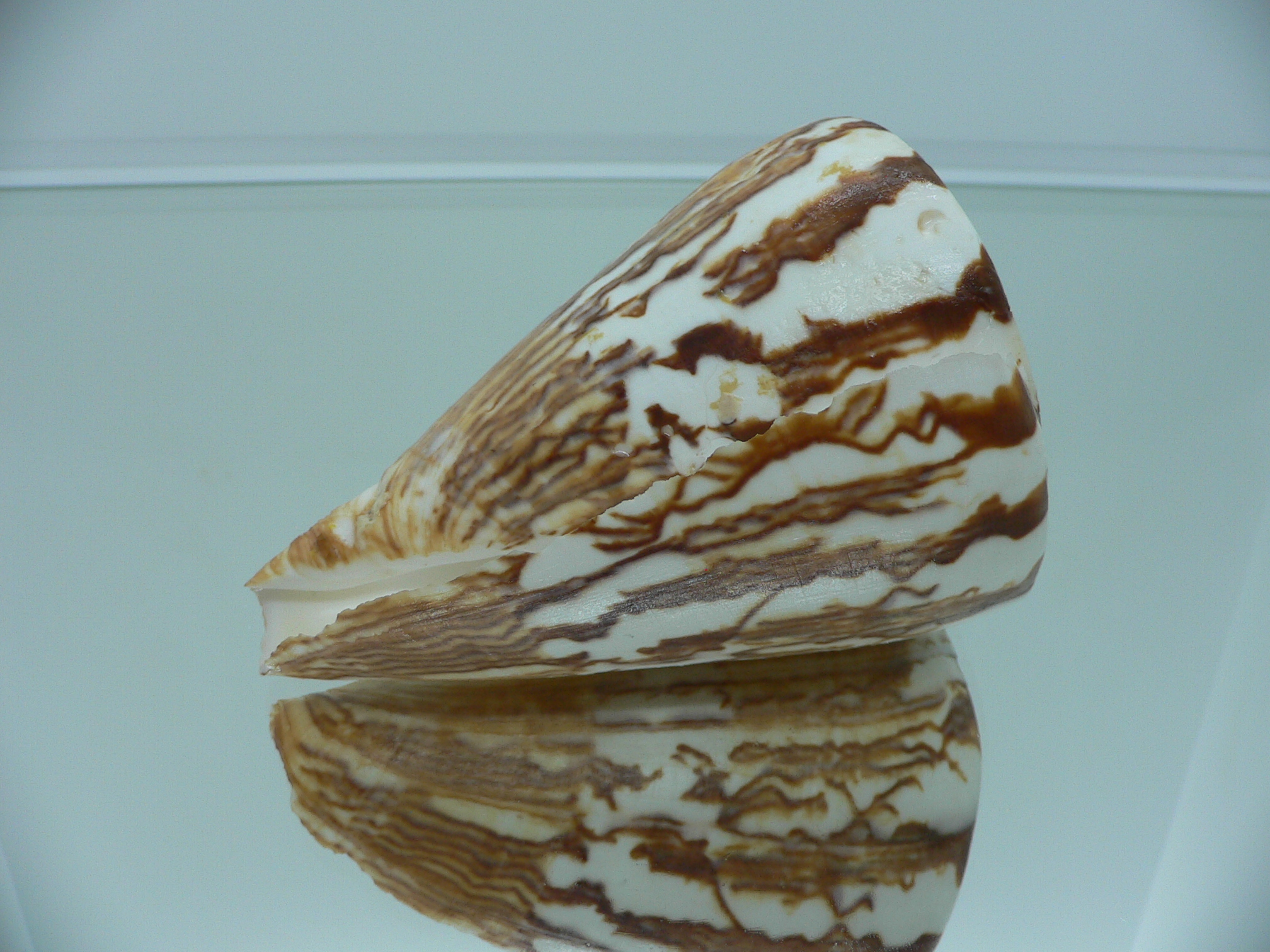 Conus vexillum sumatrensis (var.) GIANT
