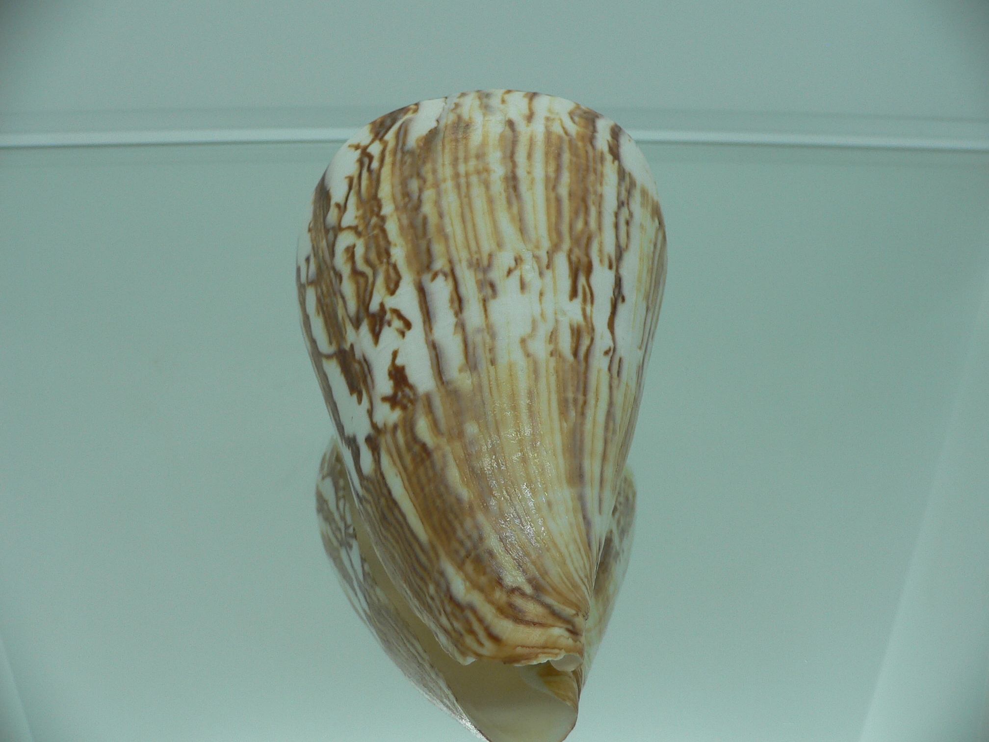 Conus vexillum sumatrensis (var.) GIANT
