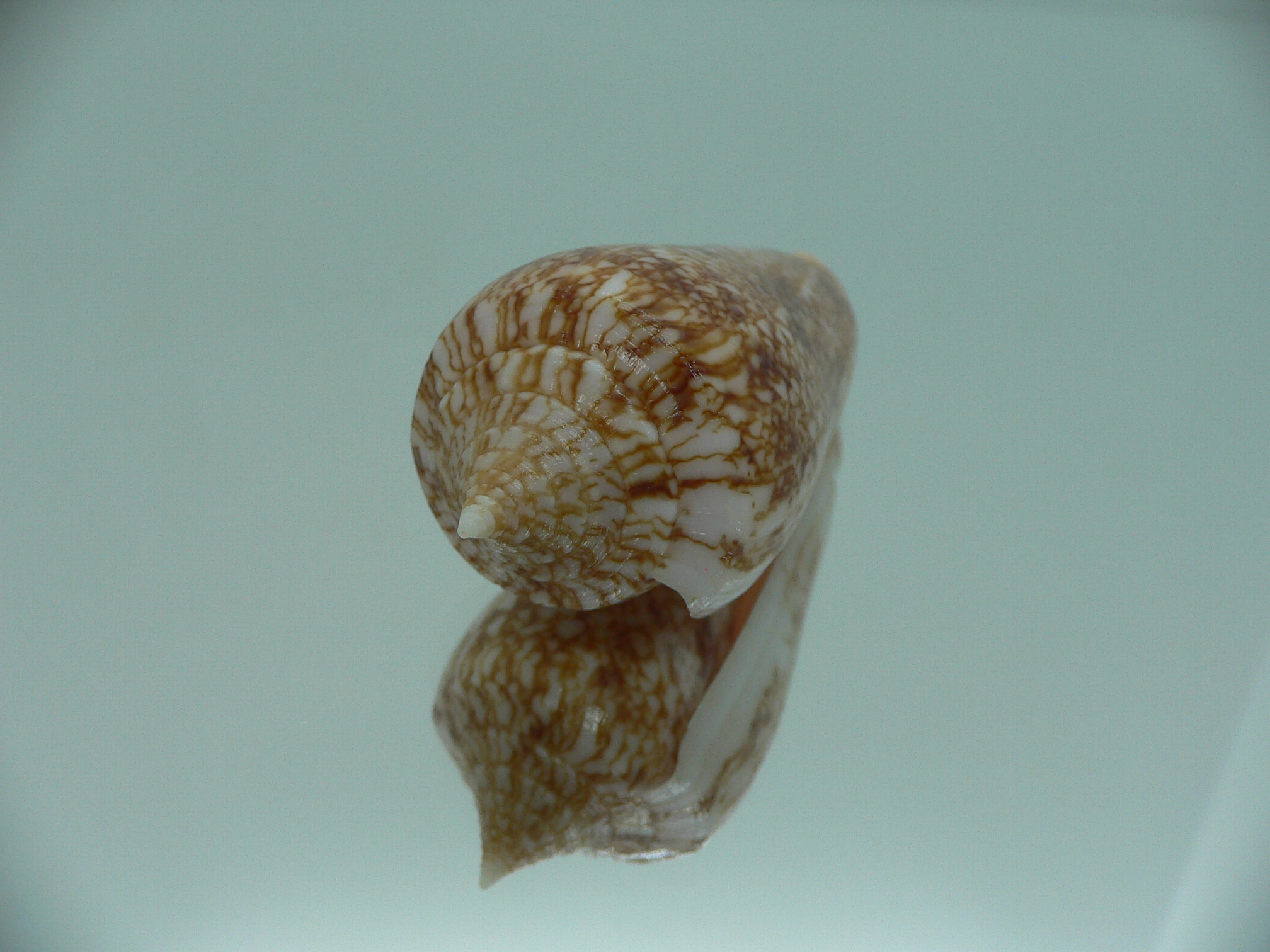 Conus neptunus neptunus DARK