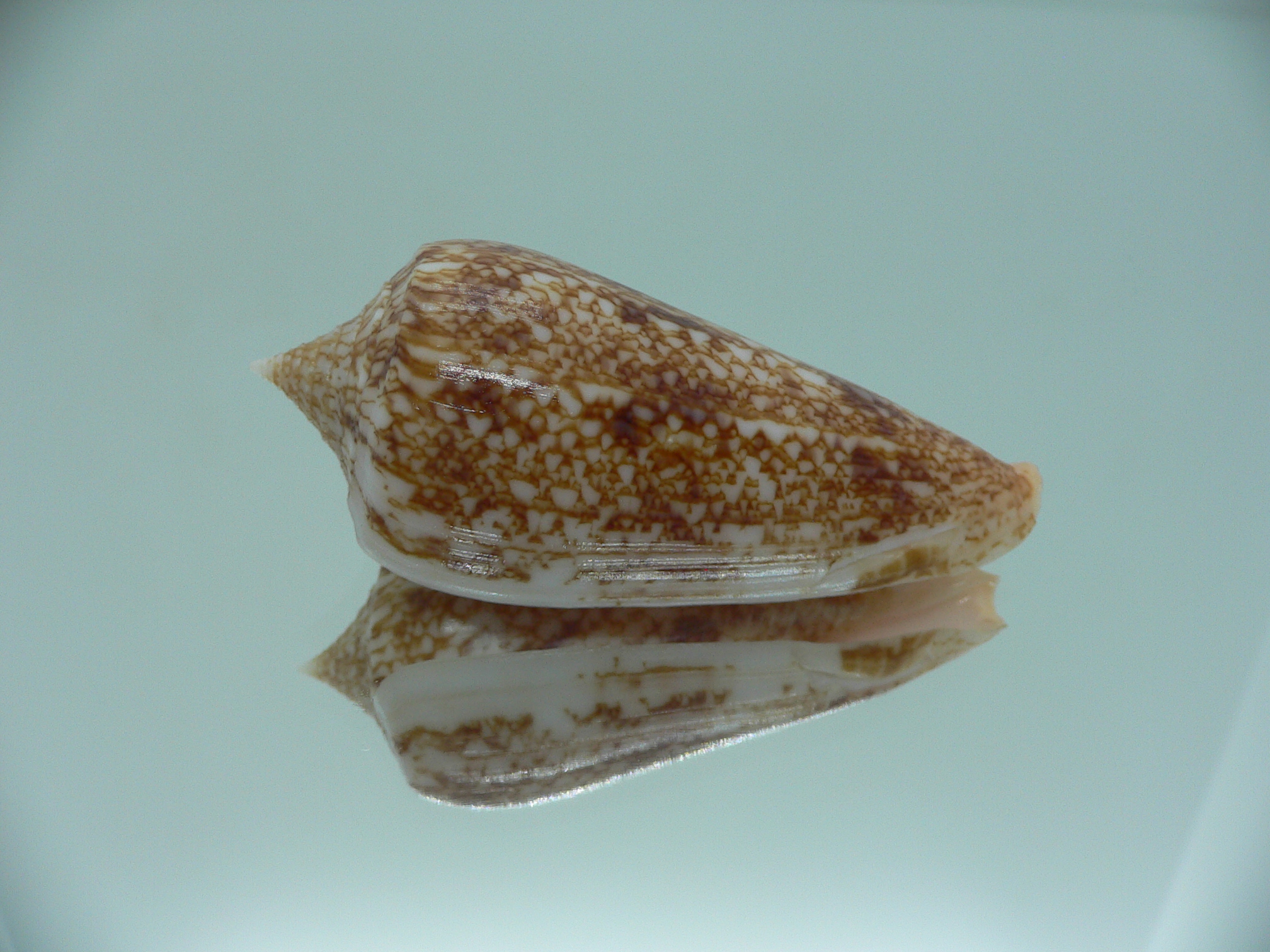 Conus neptunus neptunus DARK