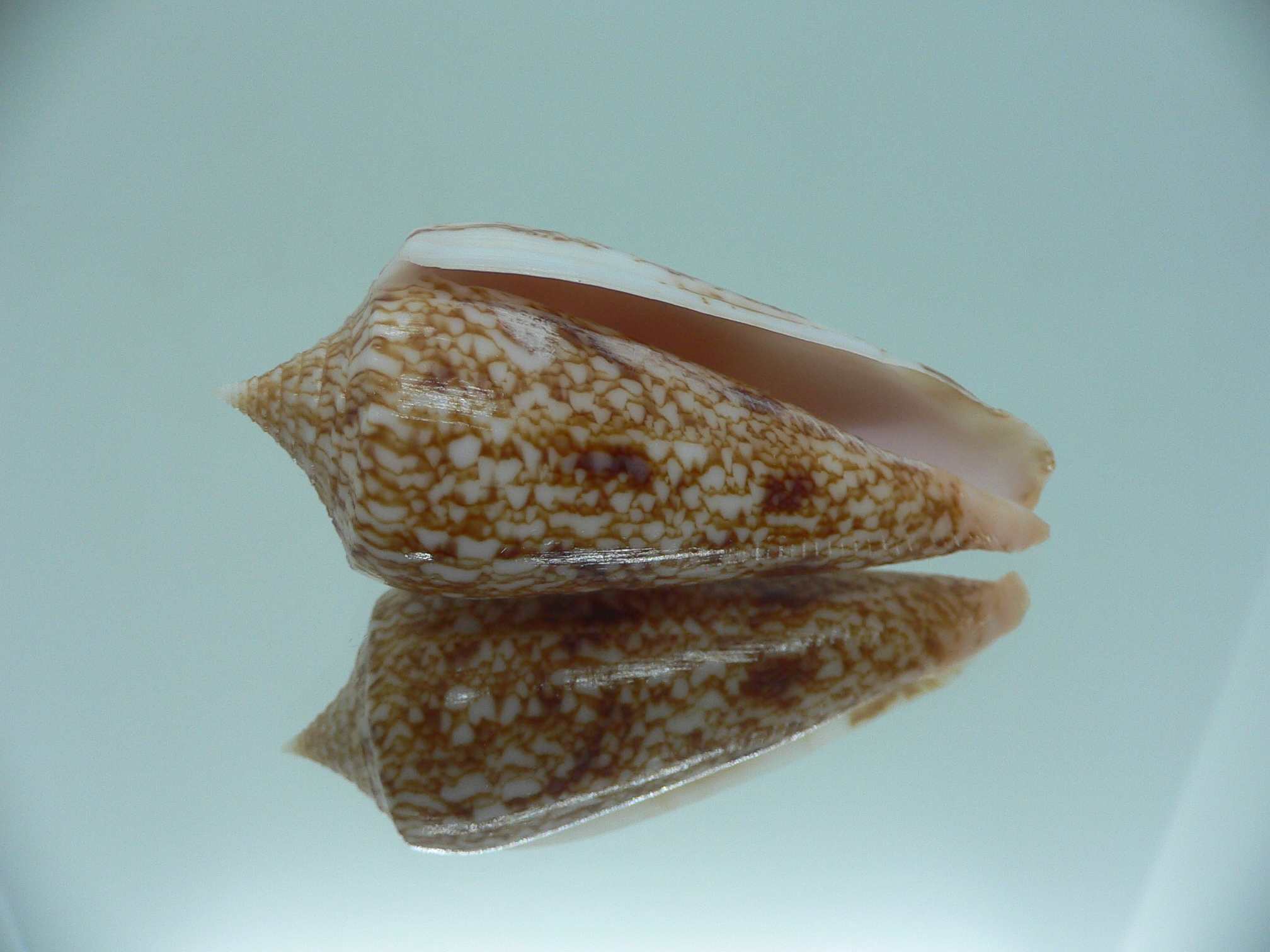 Conus neptunus neptunus DARK