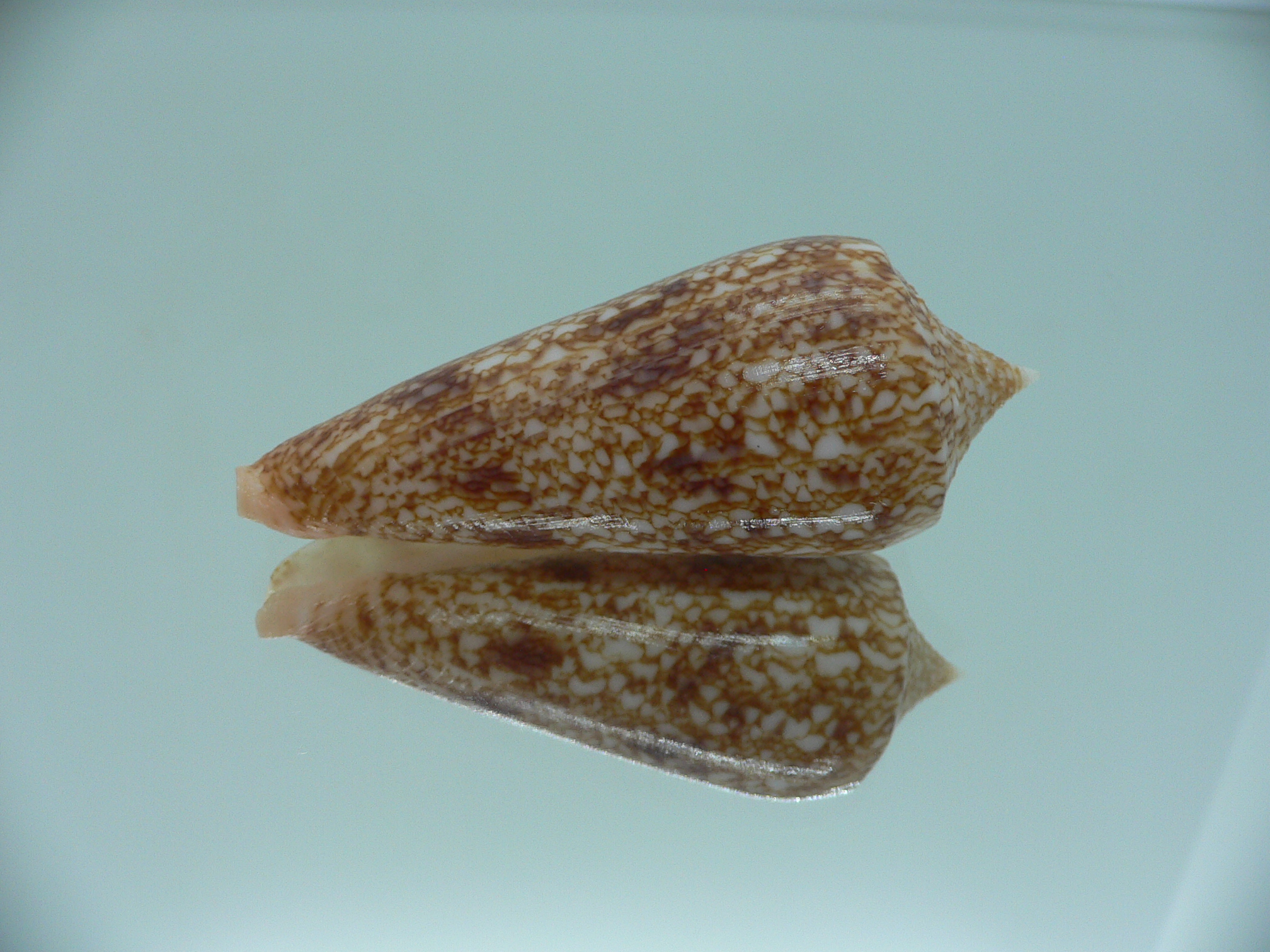 Conus neptunus neptunus DARK
