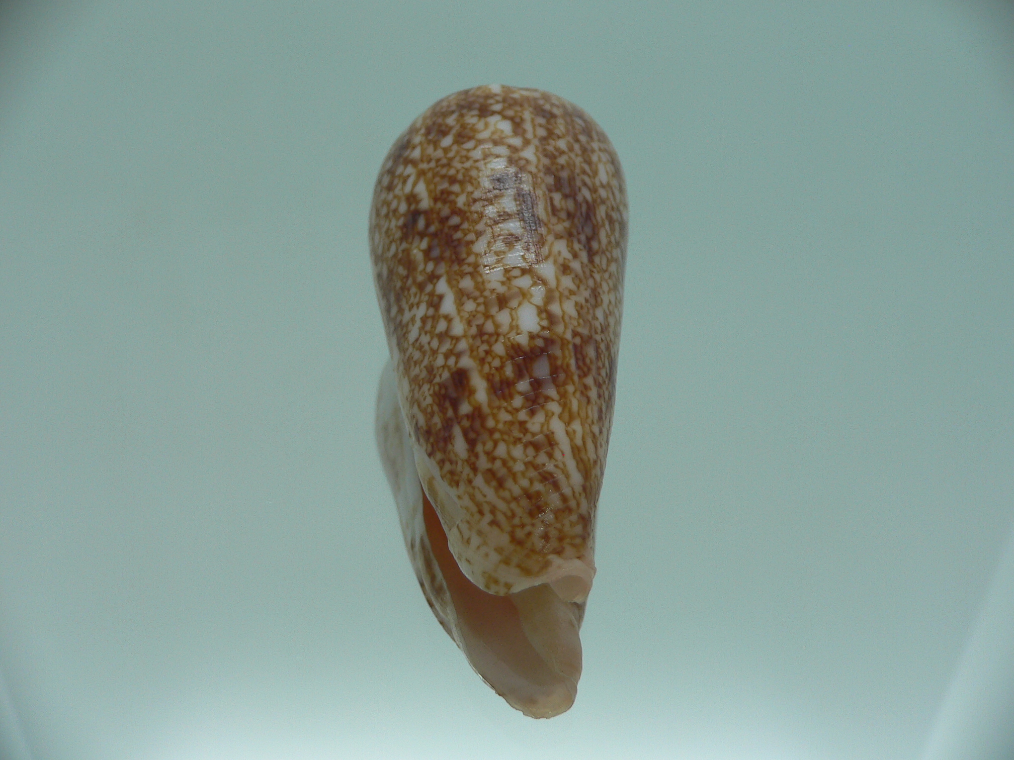 Conus neptunus neptunus DARK