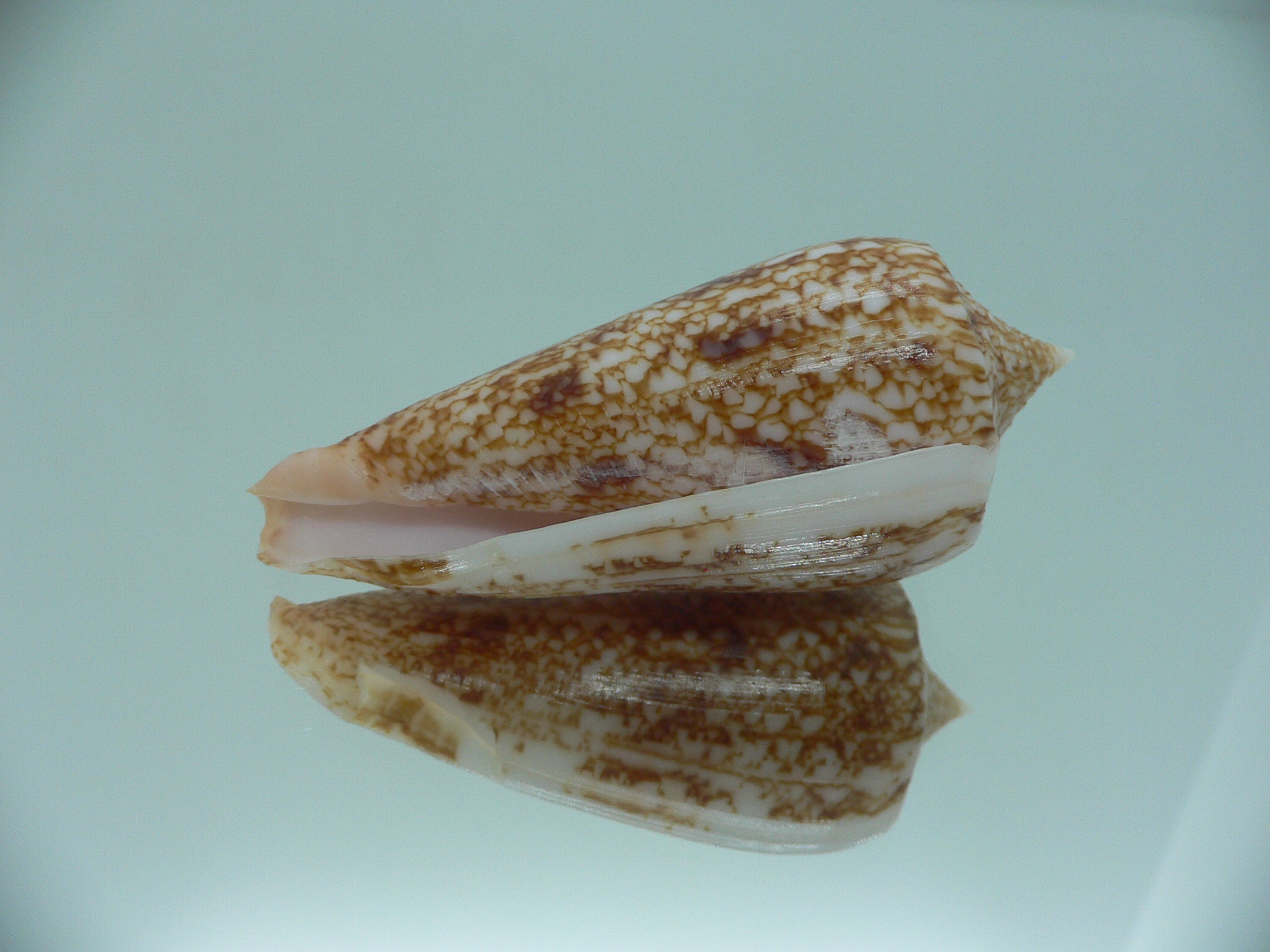Conus neptunus neptunus DARK