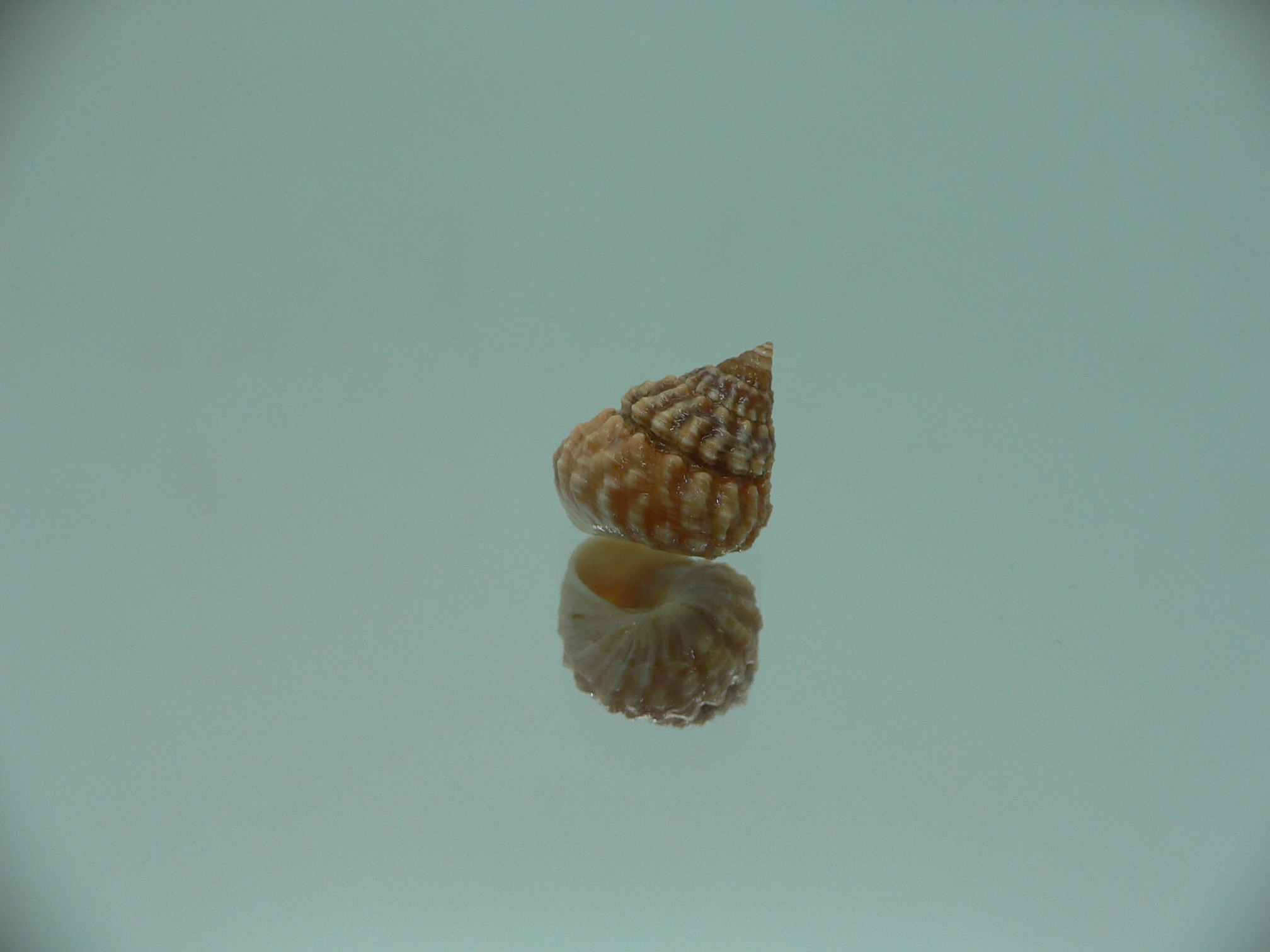 Tectarius spinulosus IDEAL