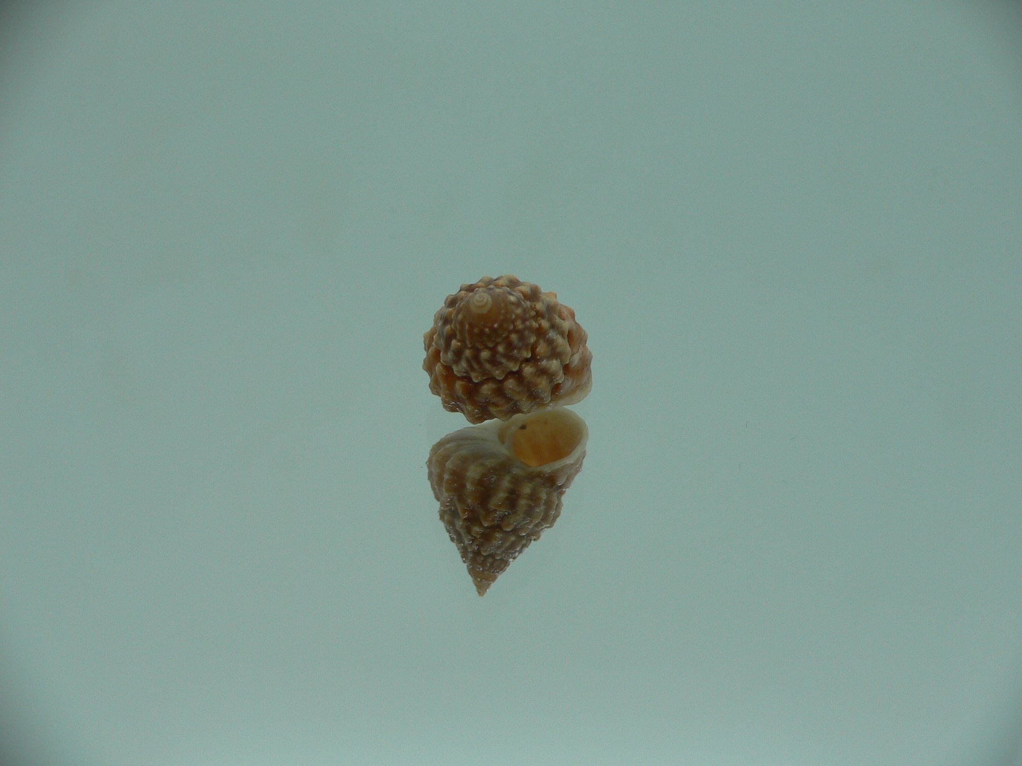Tectarius spinulosus IDEAL