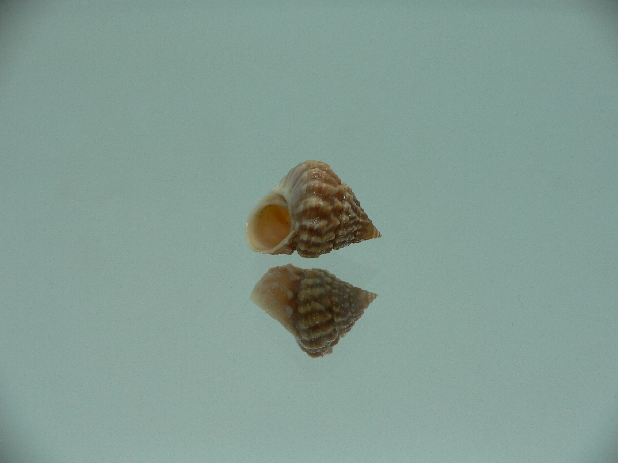 Tectarius spinulosus IDEAL