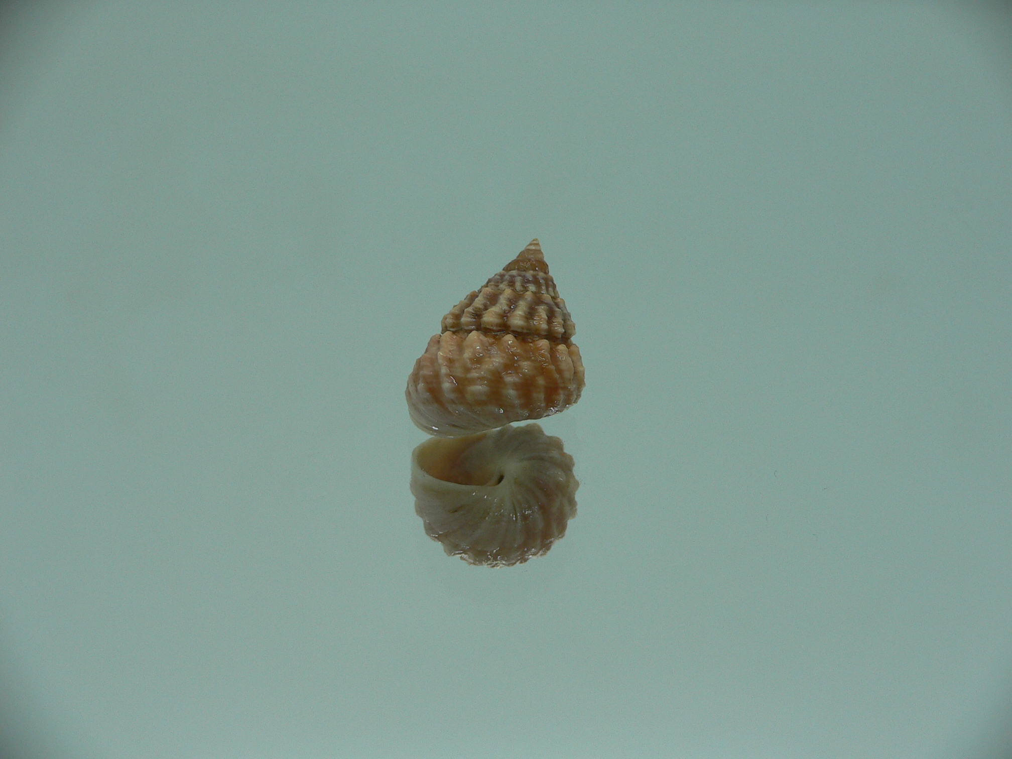 Tectarius spinulosus IDEAL
