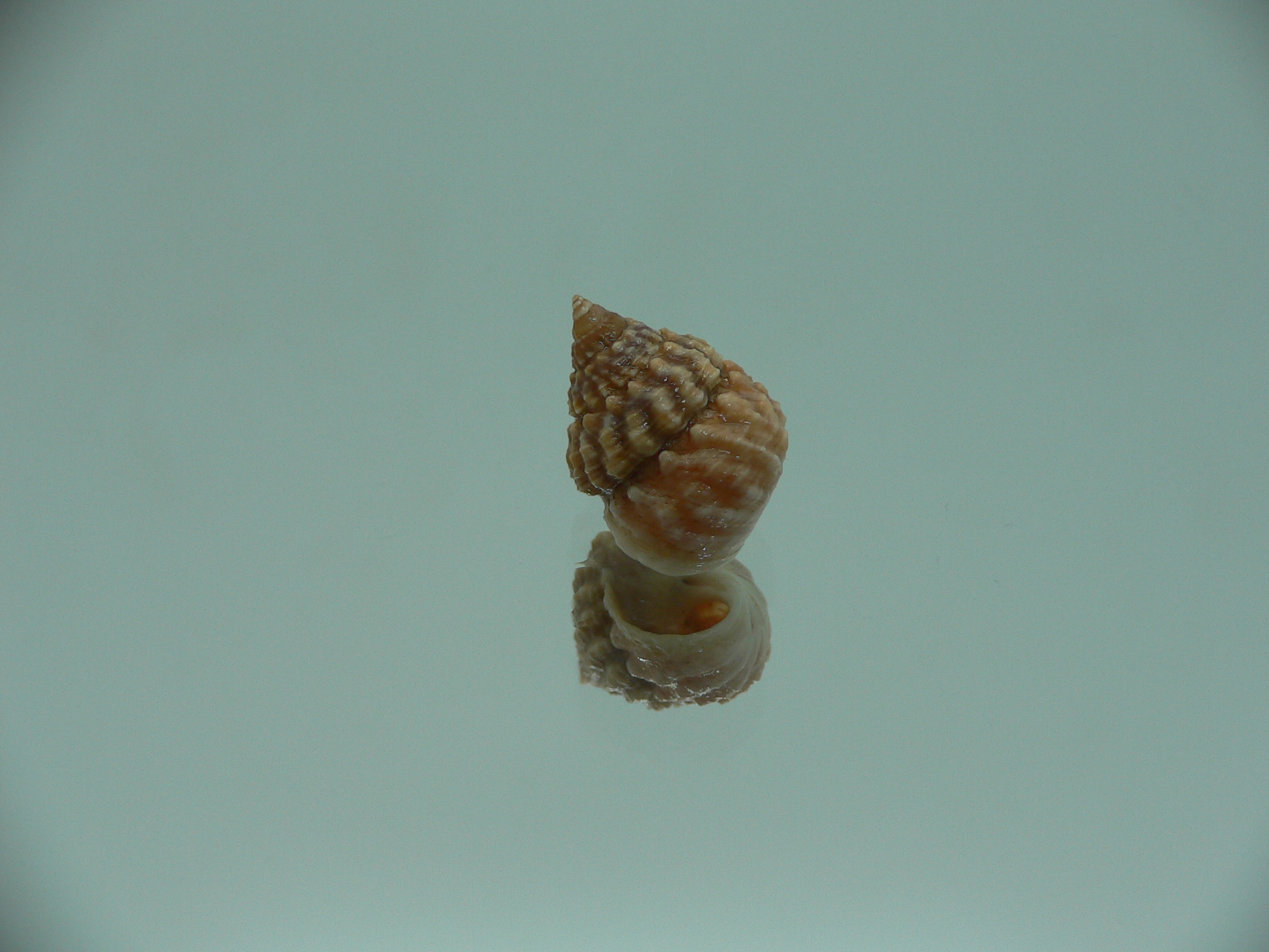Tectarius spinulosus IDEAL