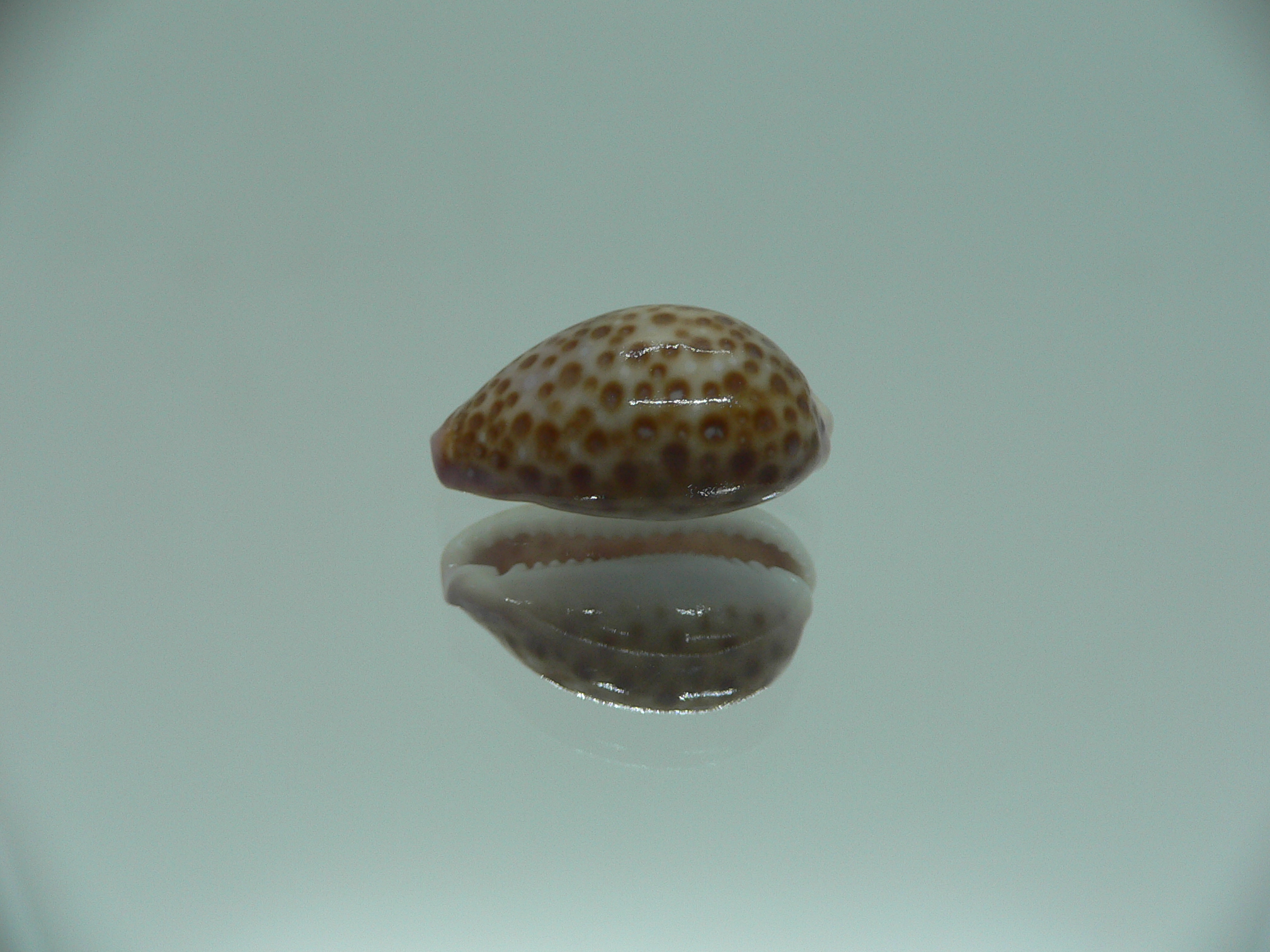 Cypraea albuginosa RARE but Fresh dead