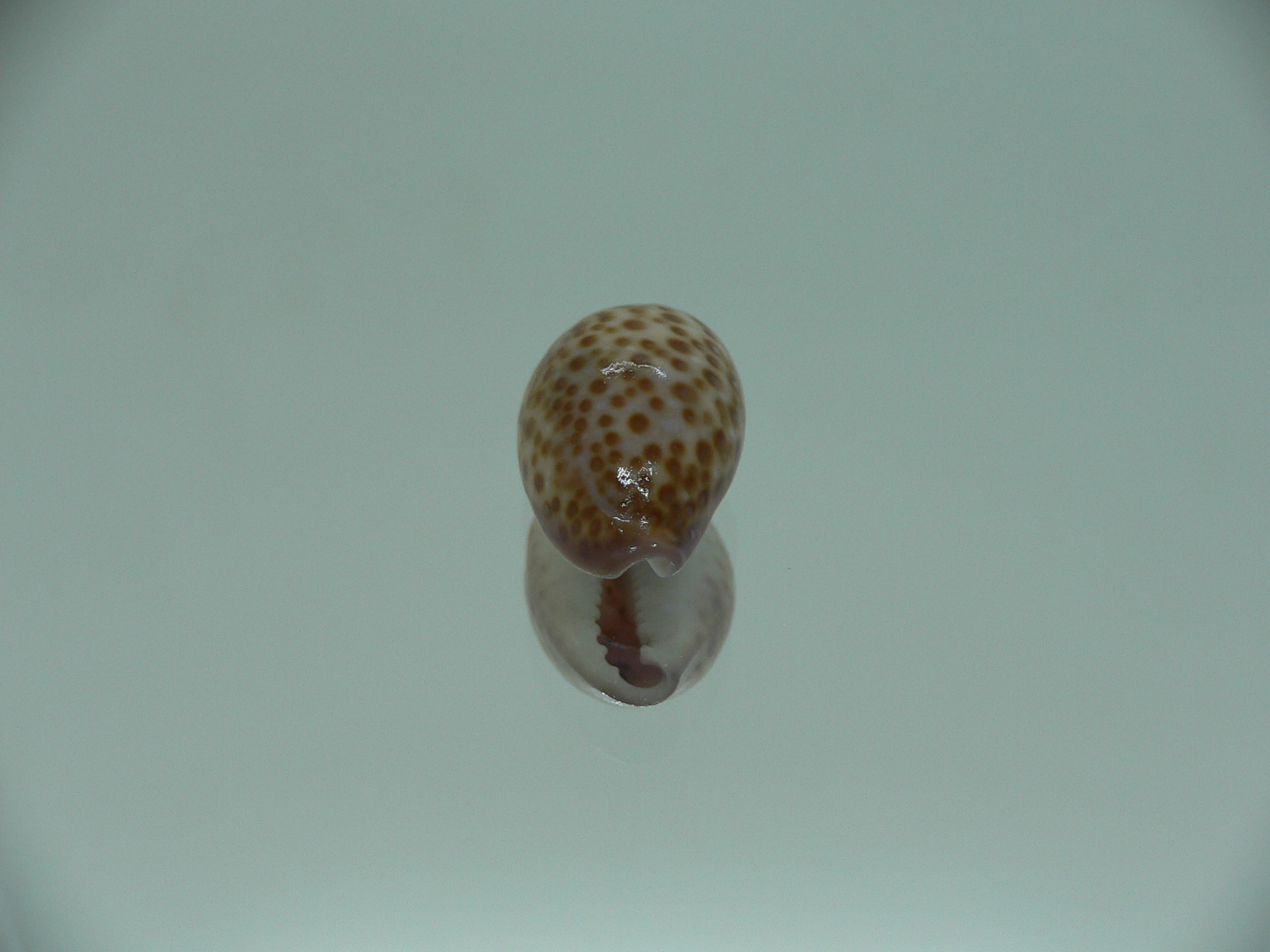 Cypraea albuginosa RARE but Fresh dead