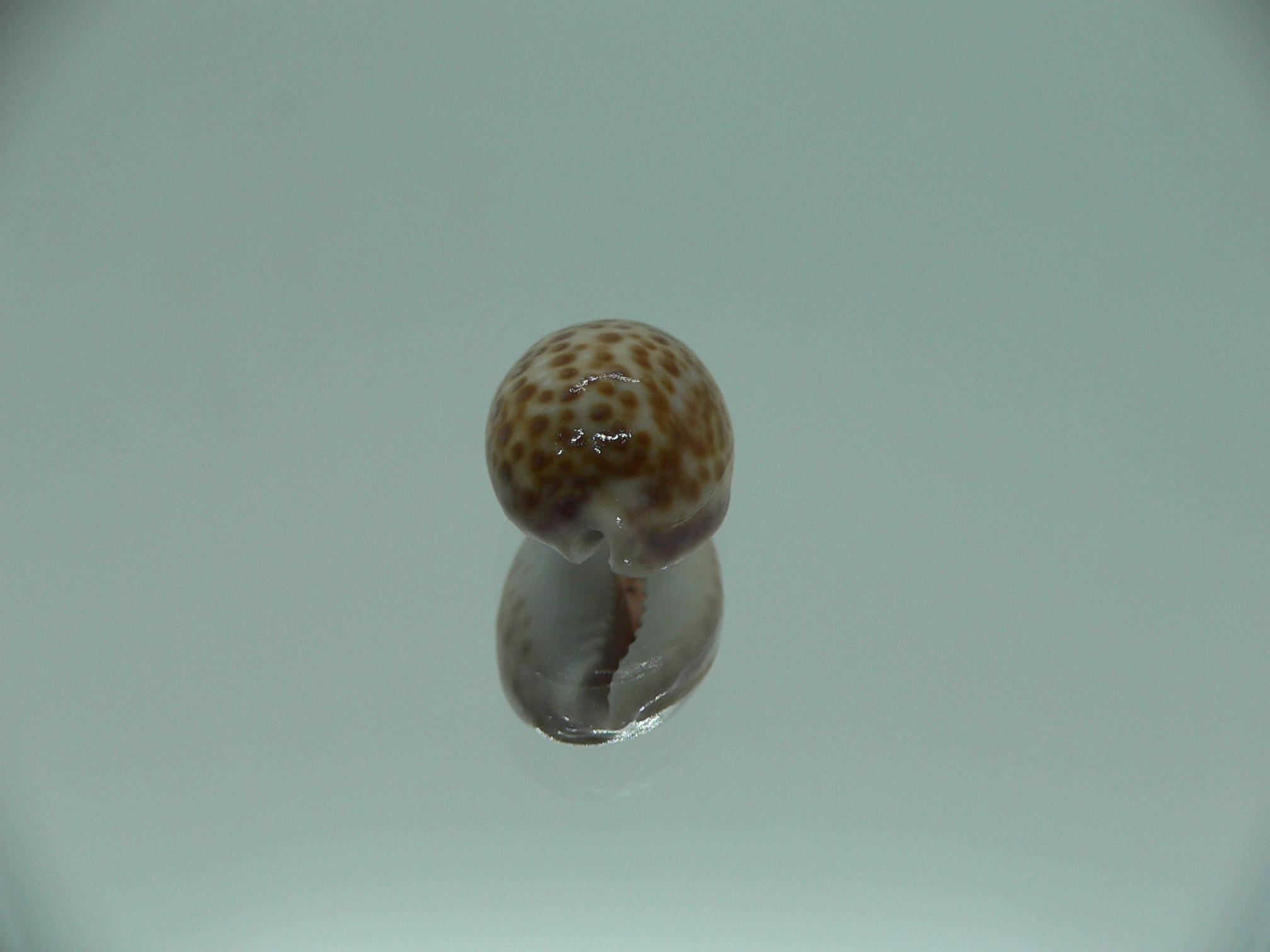 Cypraea albuginosa RARE but Fresh dead