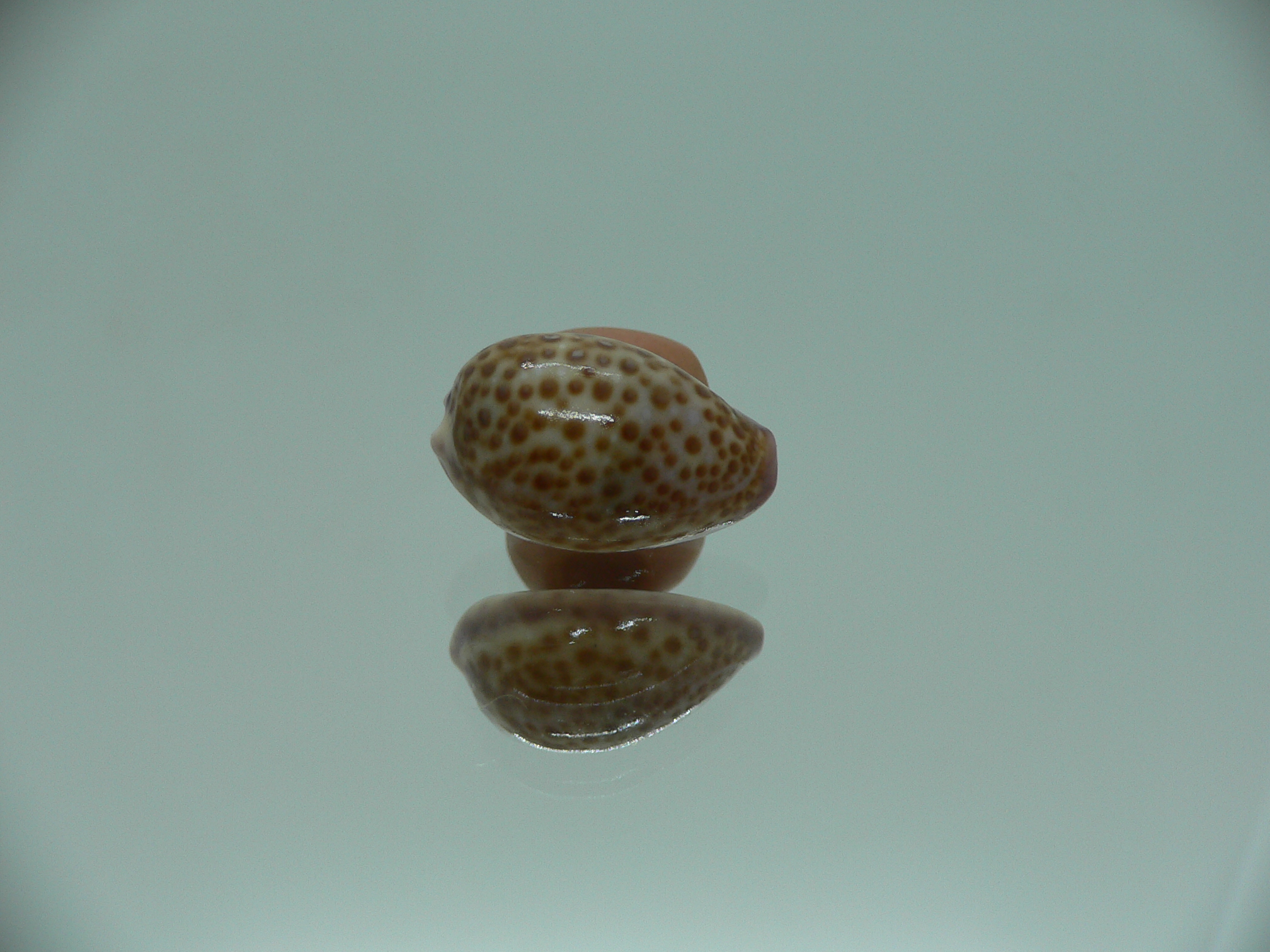 Cypraea albuginosa RARE but Fresh dead