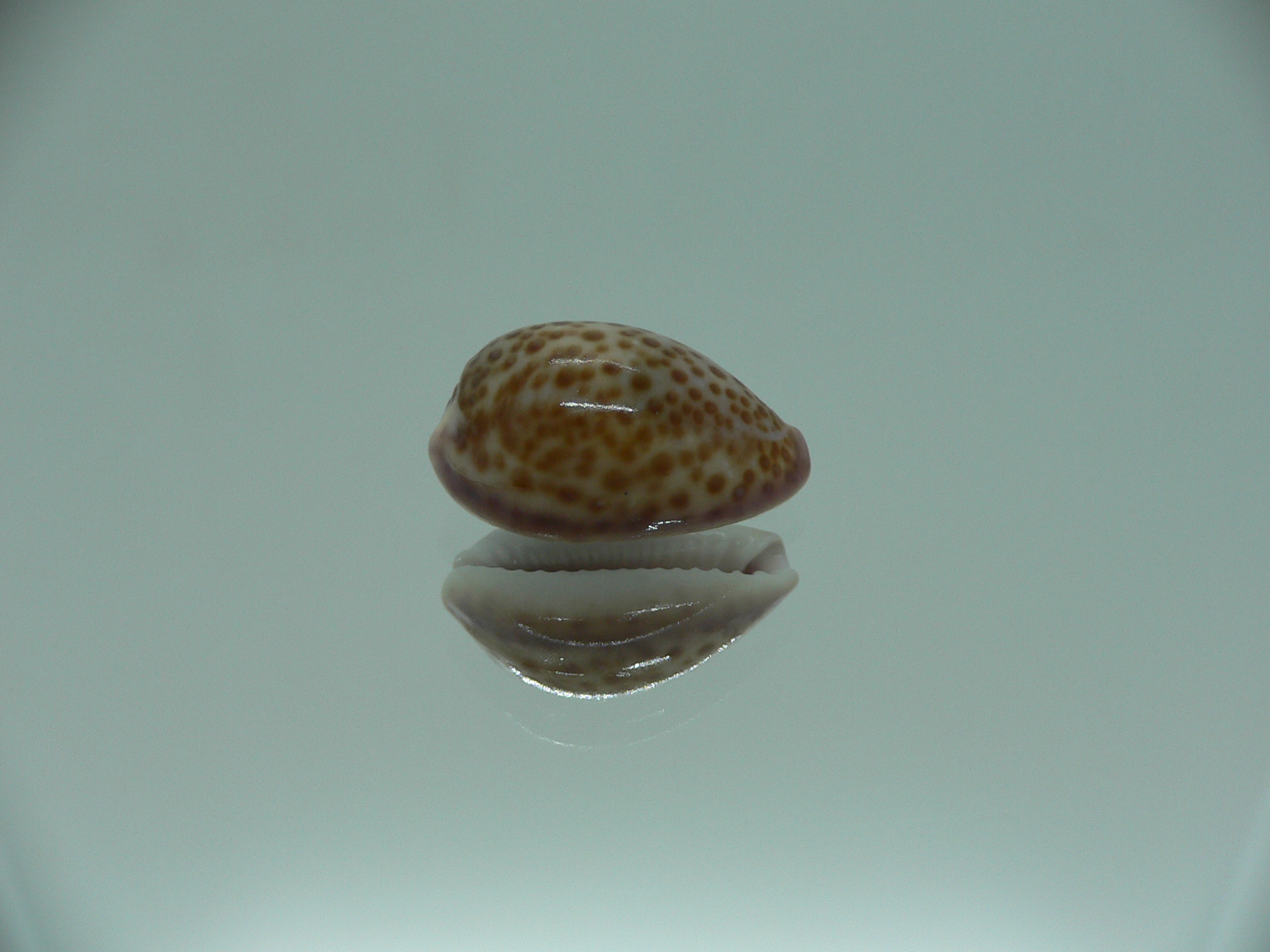 Cypraea albuginosa RARE but Fresh dead