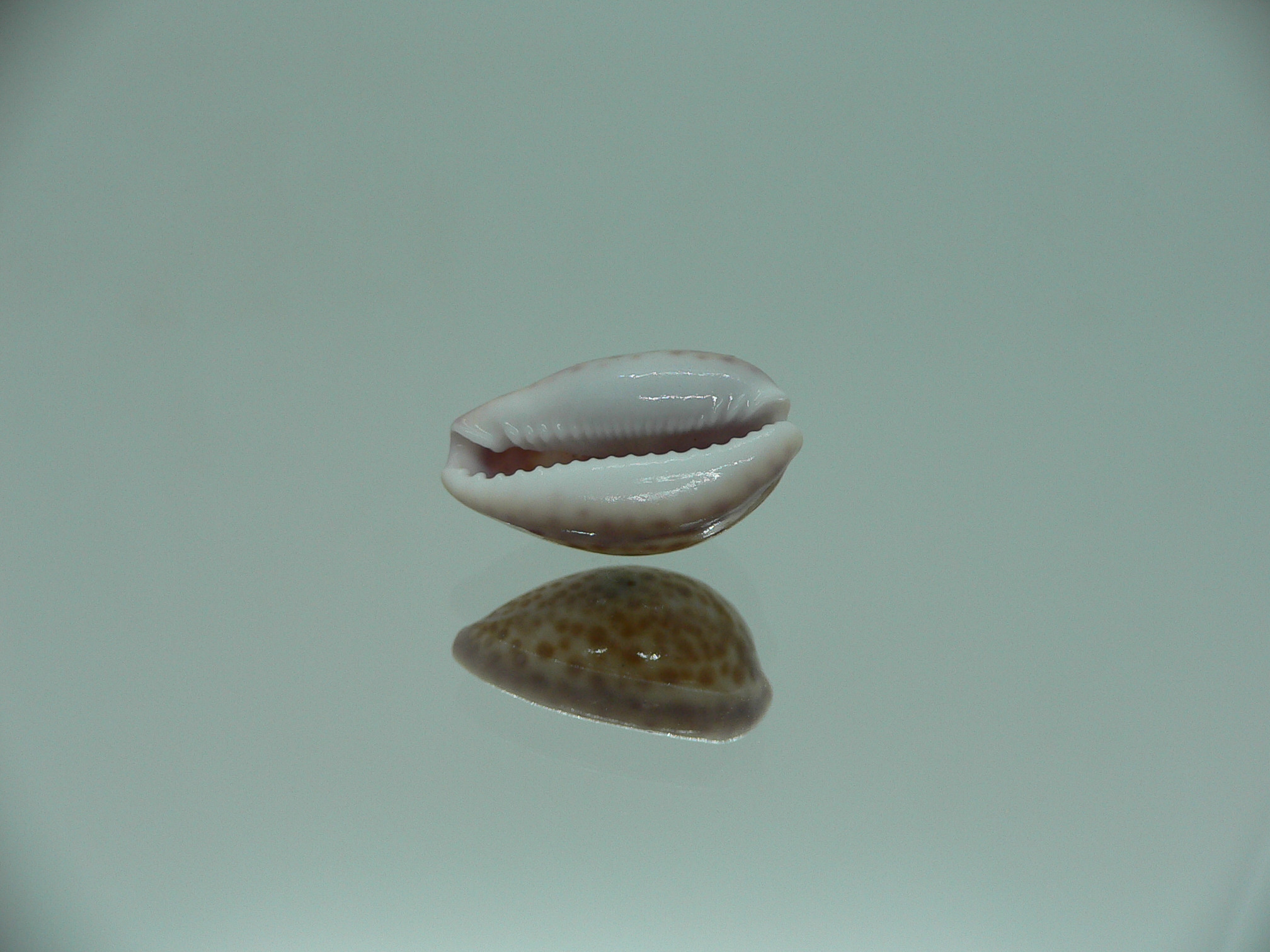 Cypraea albuginosa RARE but Fresh dead