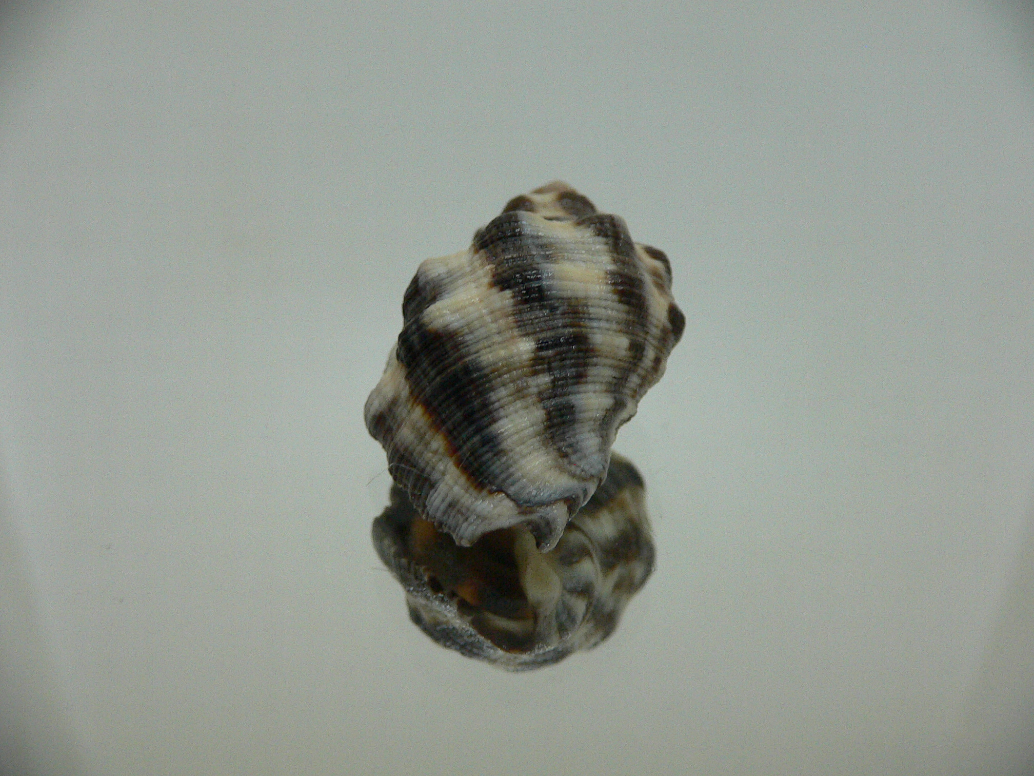 Reishia luteostoma DARK