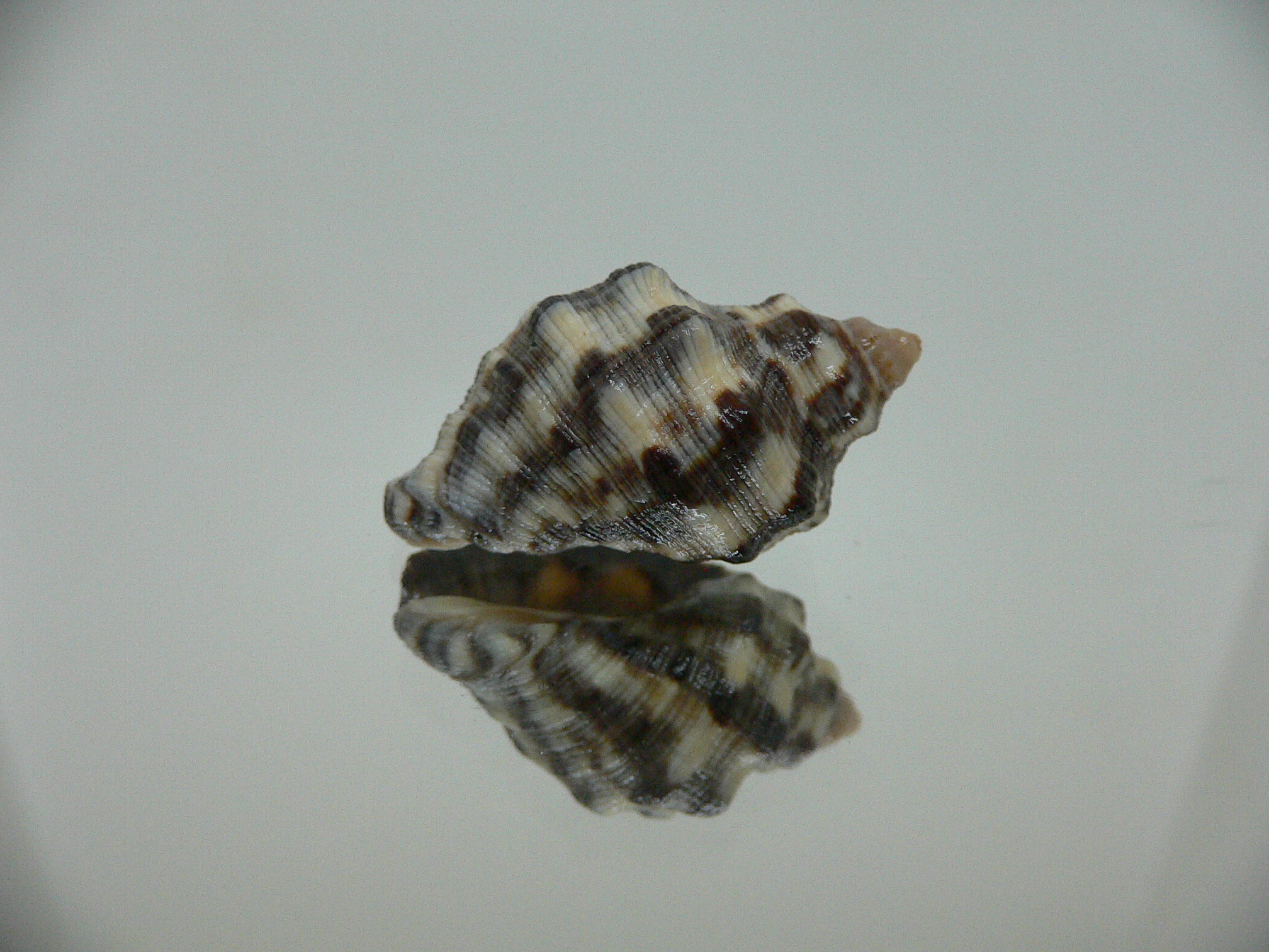 Reishia luteostoma DARK