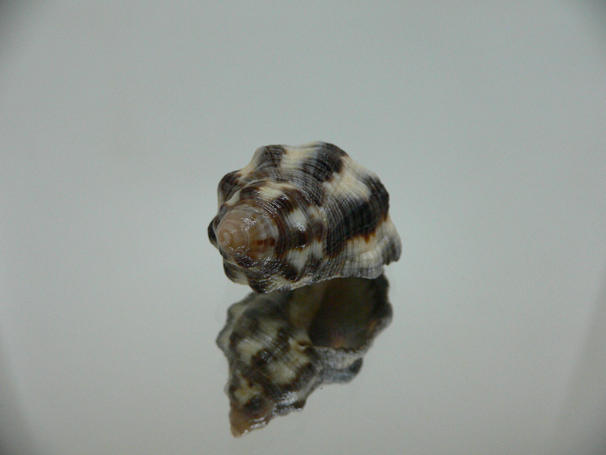 Reishia luteostoma DARK