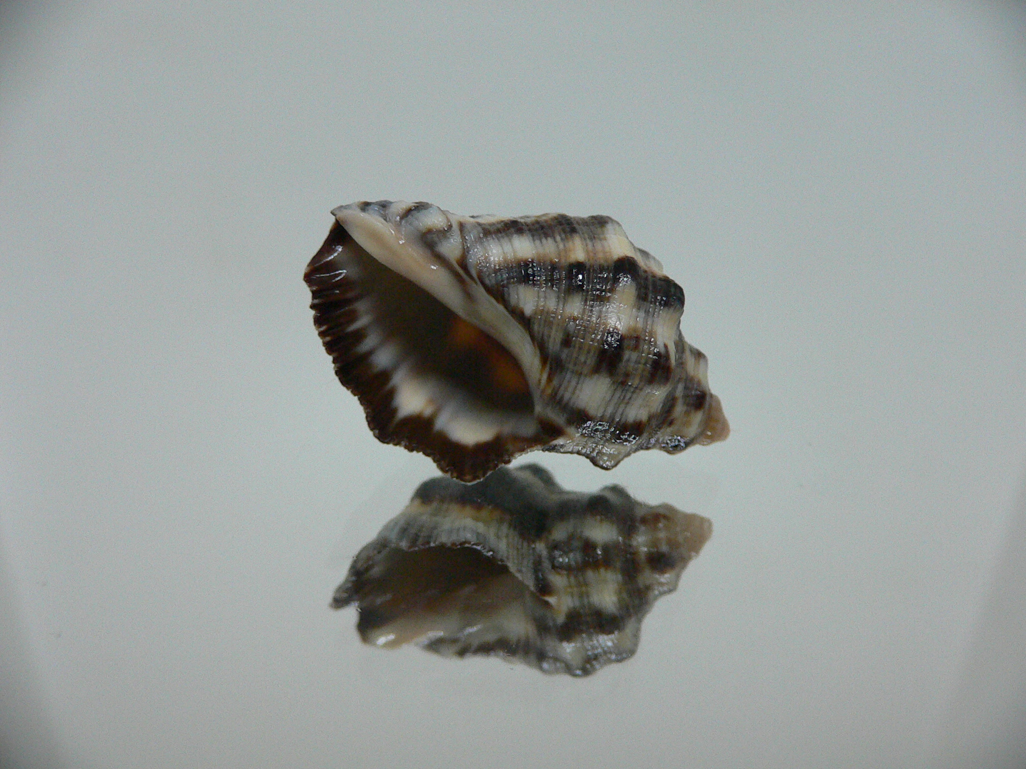 Reishia luteostoma DARK