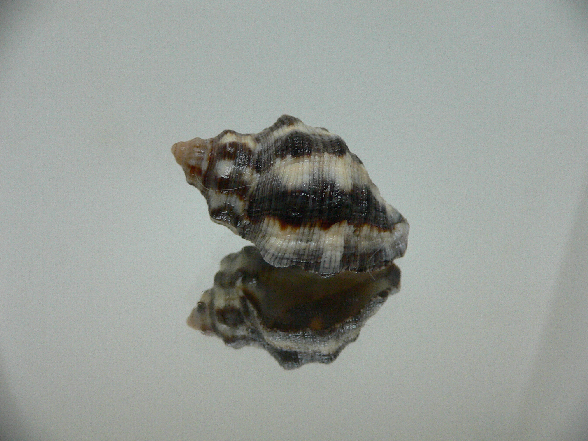 Reishia luteostoma DARK