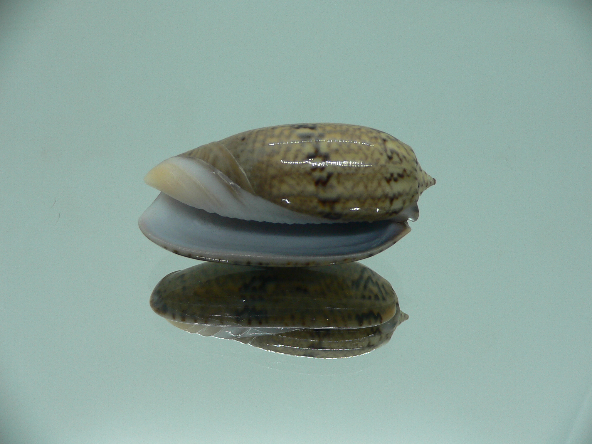 Oliva bulbiformis f. similis SUPER & VERY BIG & DARK