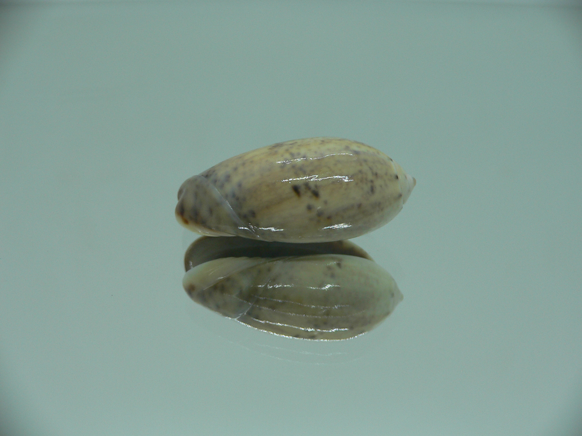 Oliva bulbiformis f. similis MOTLEY