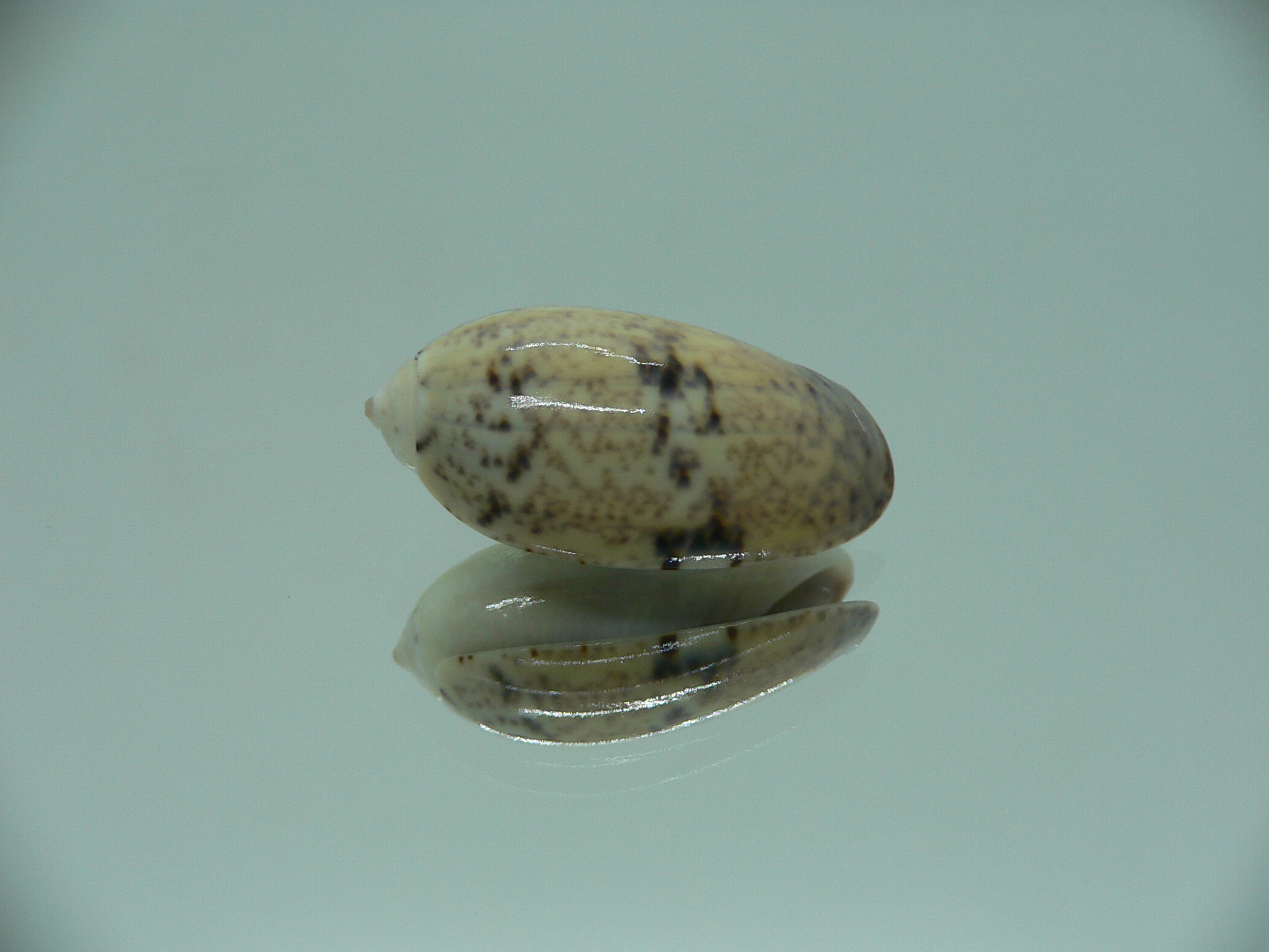 Oliva bulbiformis f. similis MOTLEY