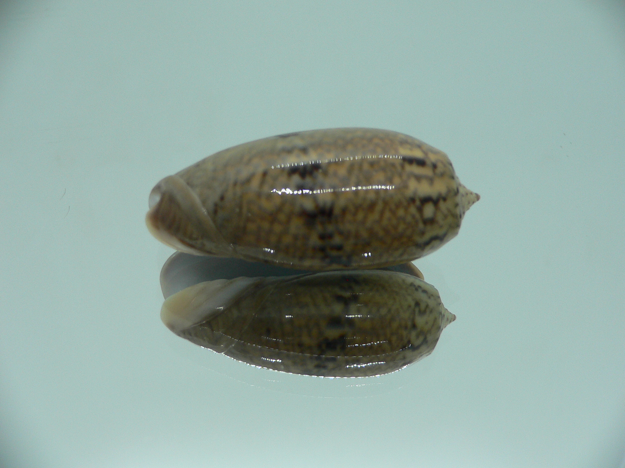 Oliva bulbiformis f. similis SUPER & VERY BIG & DARK
